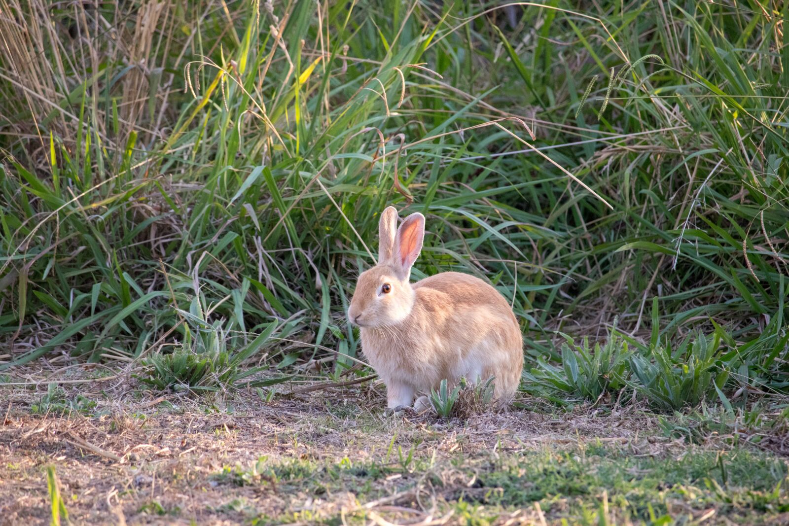Canon EOS 200D (EOS Rebel SL2 / EOS Kiss X9) sample photo. Grass, nature, animal photography