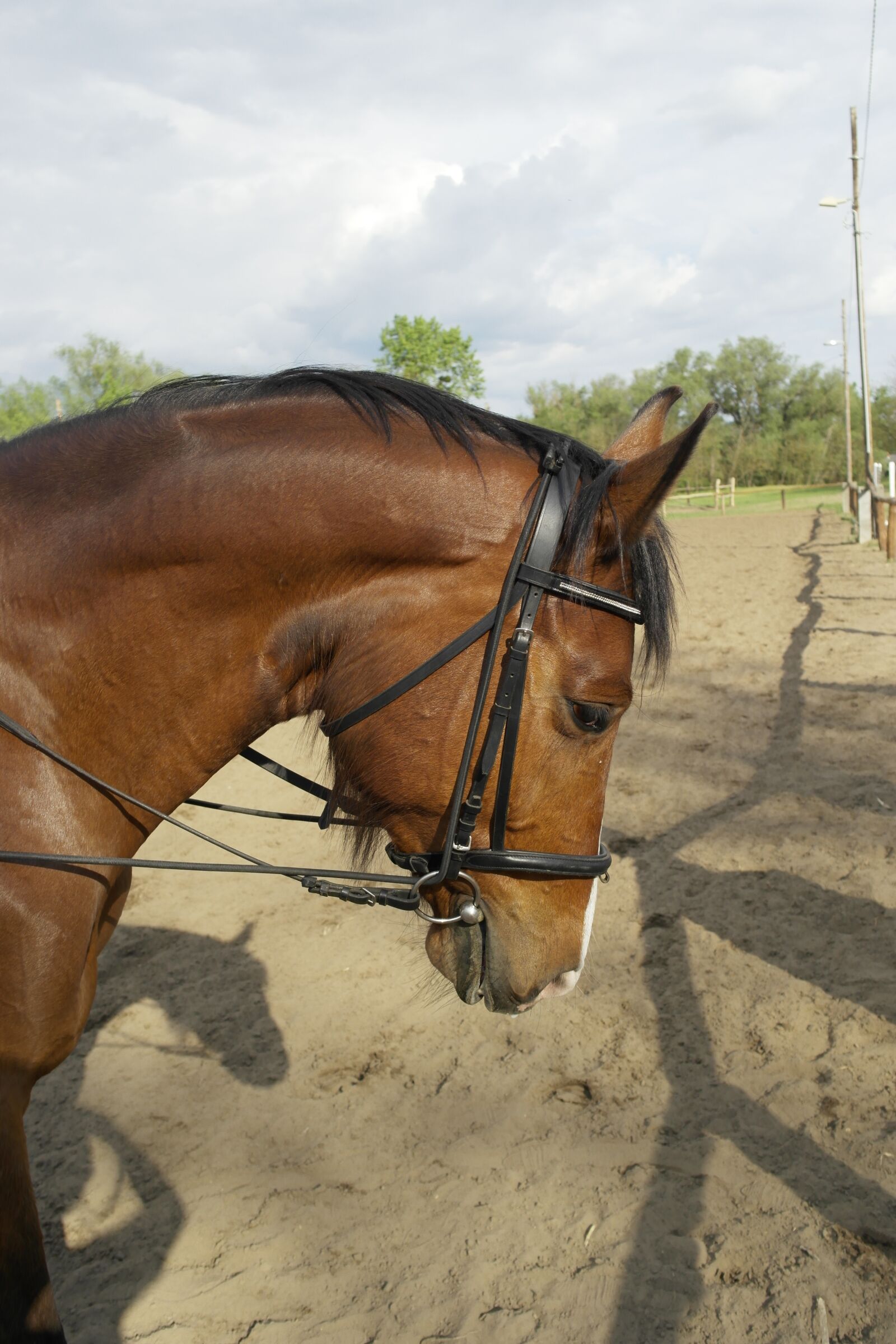 Samsung NX1000 sample photo. Horse, sportló, horse riding photography
