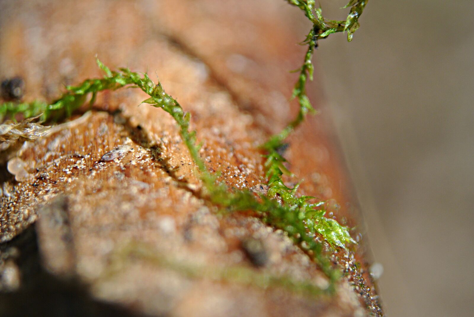 Nikon 1 Nikkor VR 10-30mm F3.5-5.6 sample photo. Moss, forest, nature photography