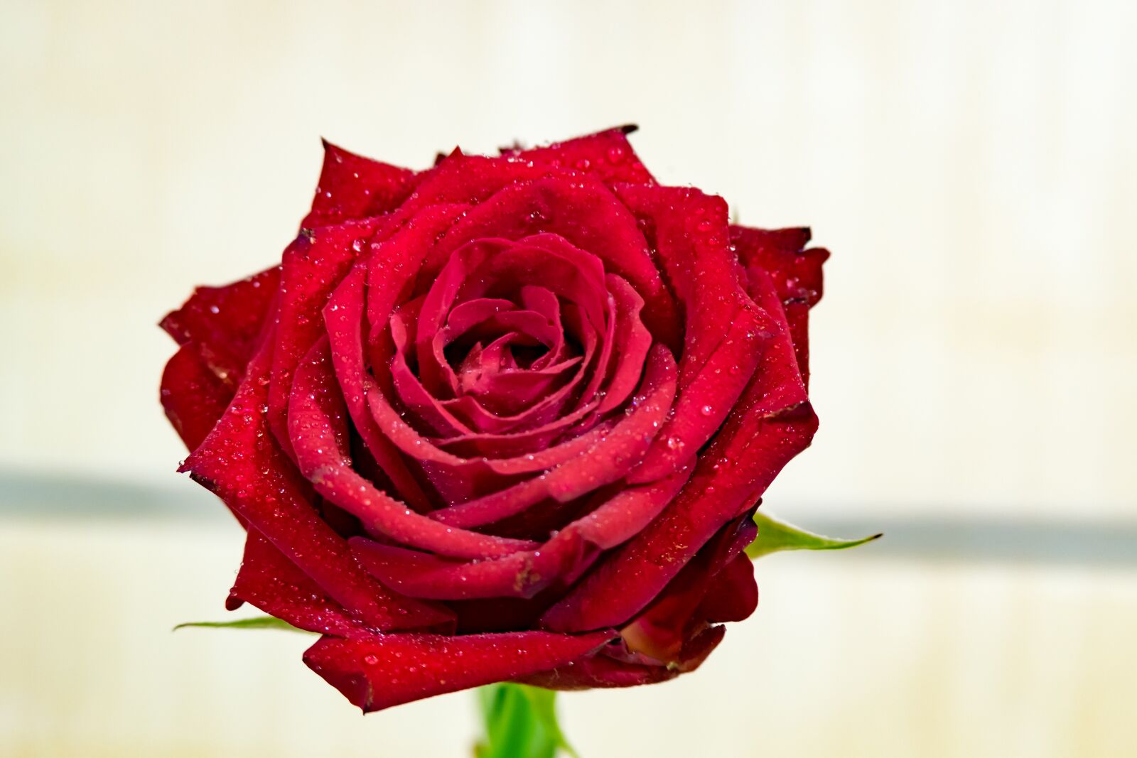 Fujifilm X-T10 sample photo. Rose, red, the petals photography