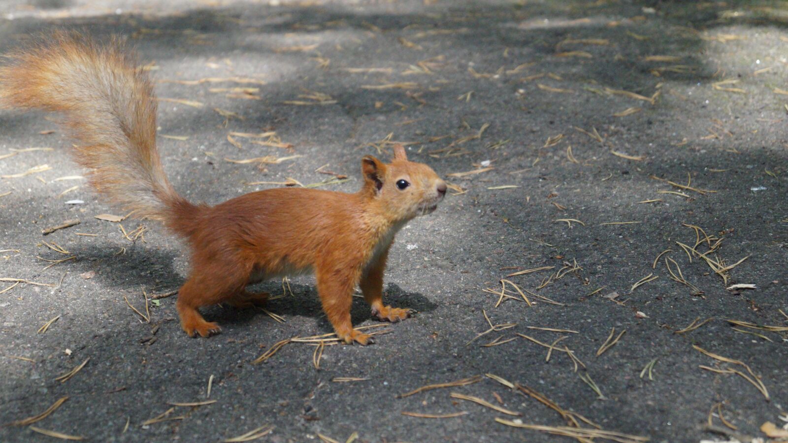 Sony SLT-A58 sample photo. Squirrel, small, animal photography