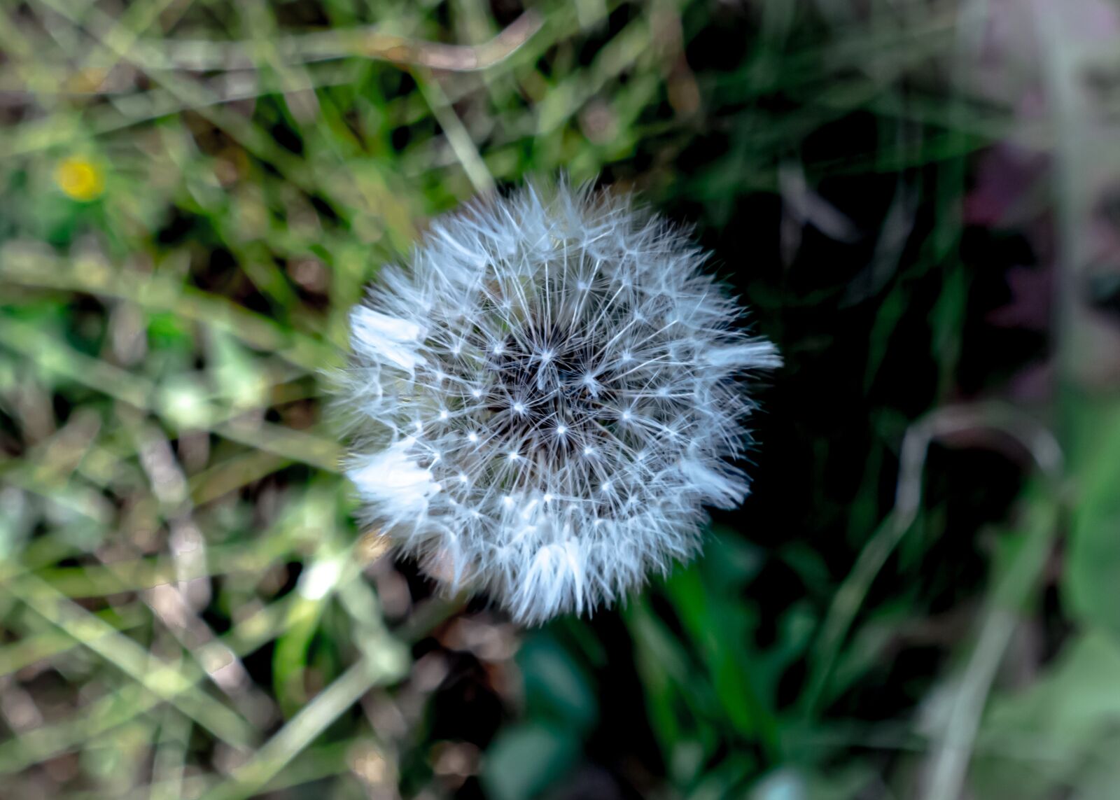 Nikon D7100 sample photo. Nuns, flower, plant photography