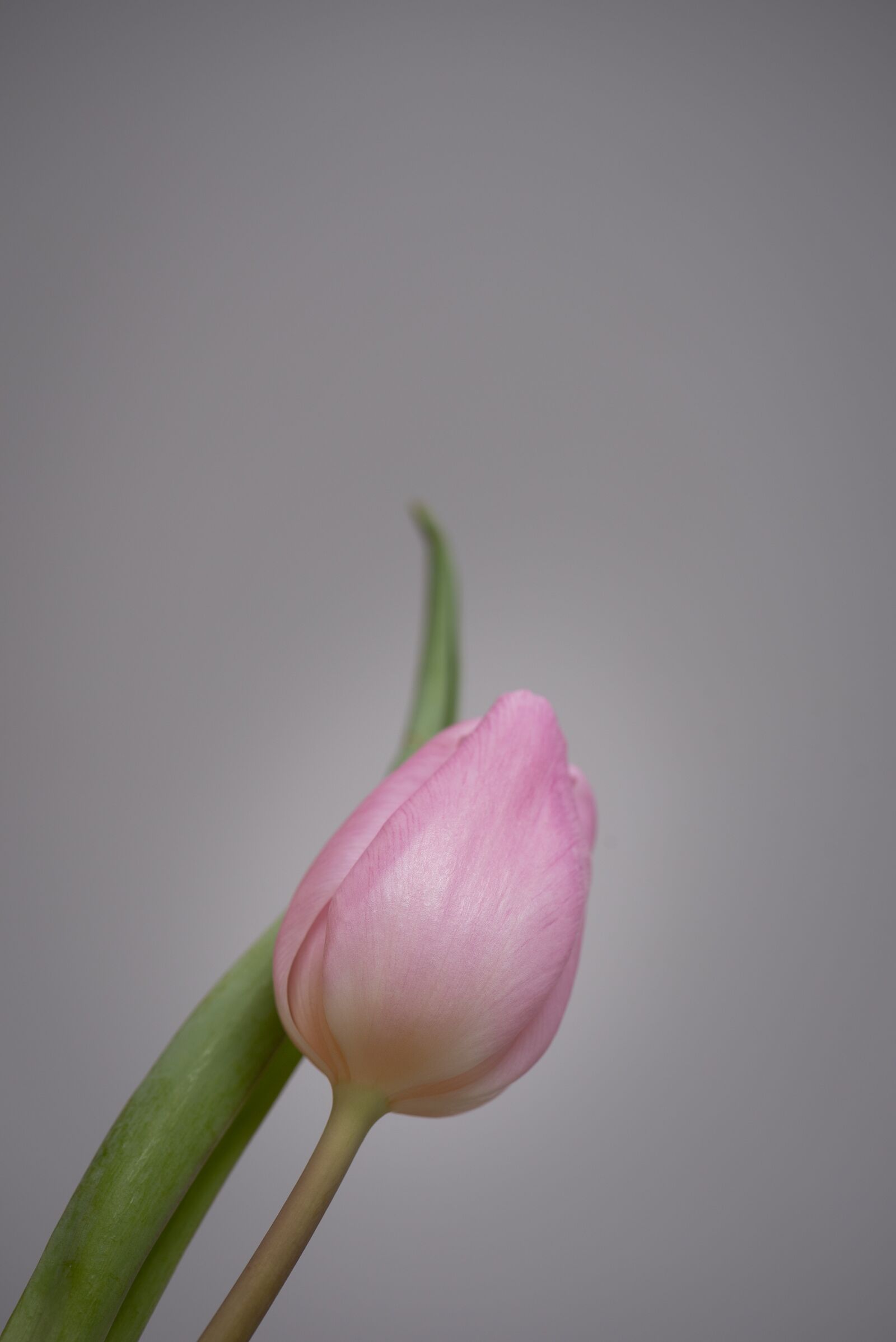 Nikon D750 sample photo. Tulip, flower, pink photography