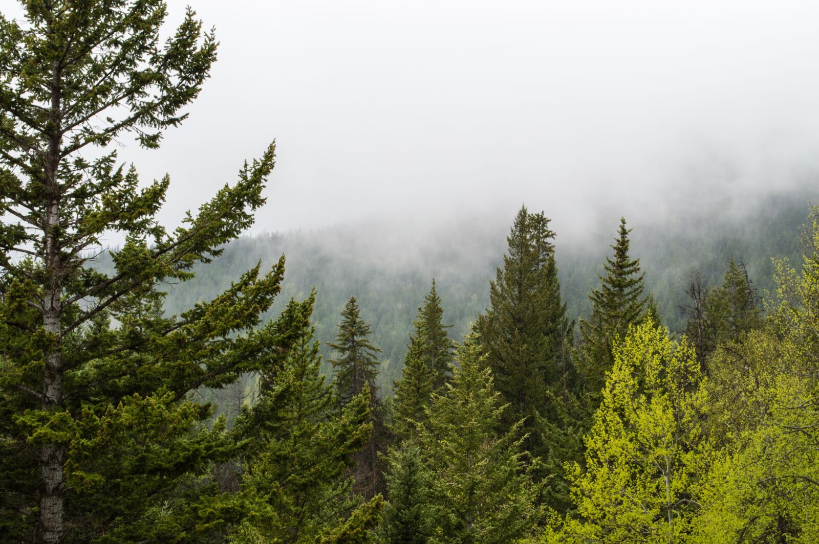 Nikon D3200 sample photo. Beauty, canada, canadian rocky photography