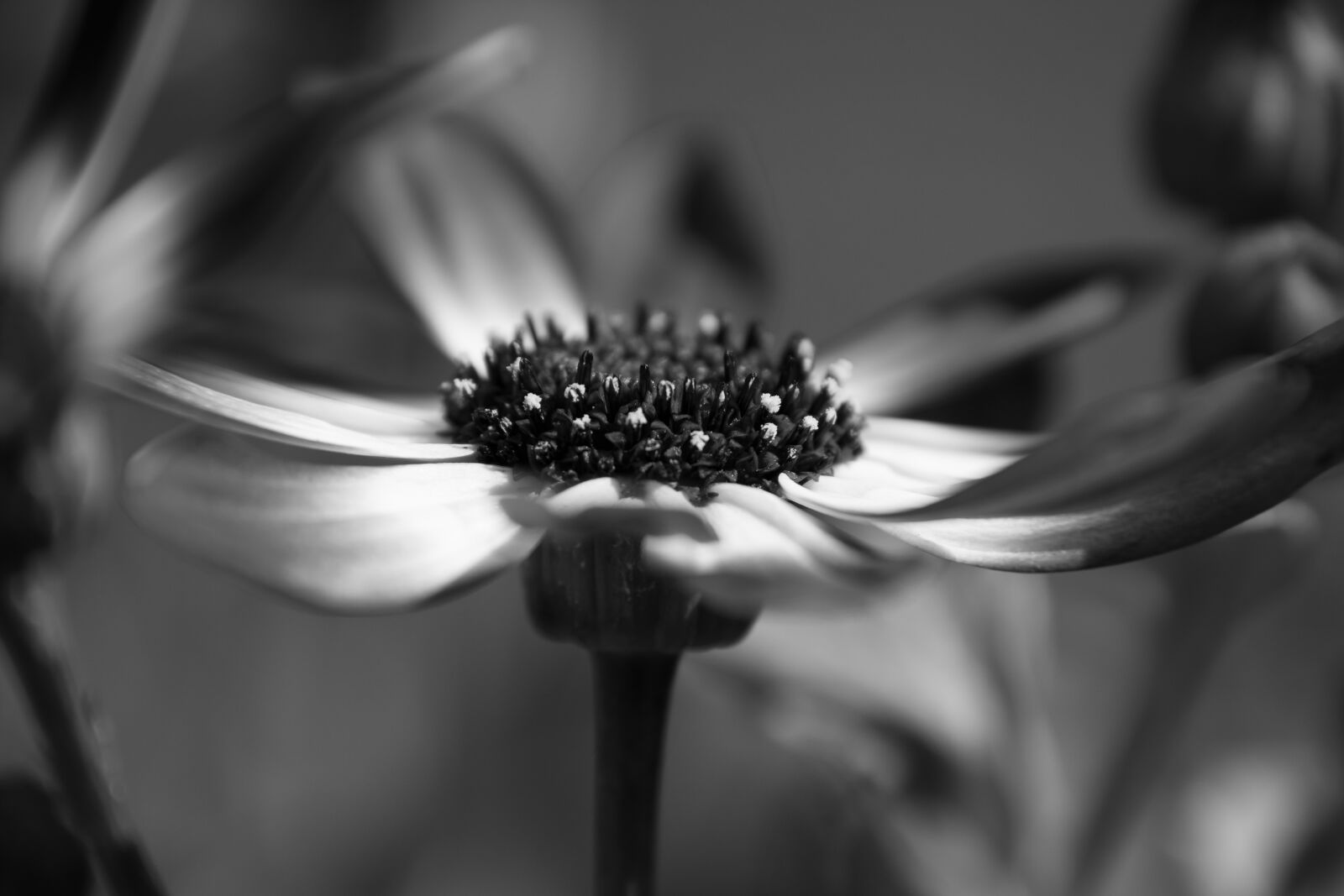 Nikon D5600 sample photo. Flower, black, flora photography