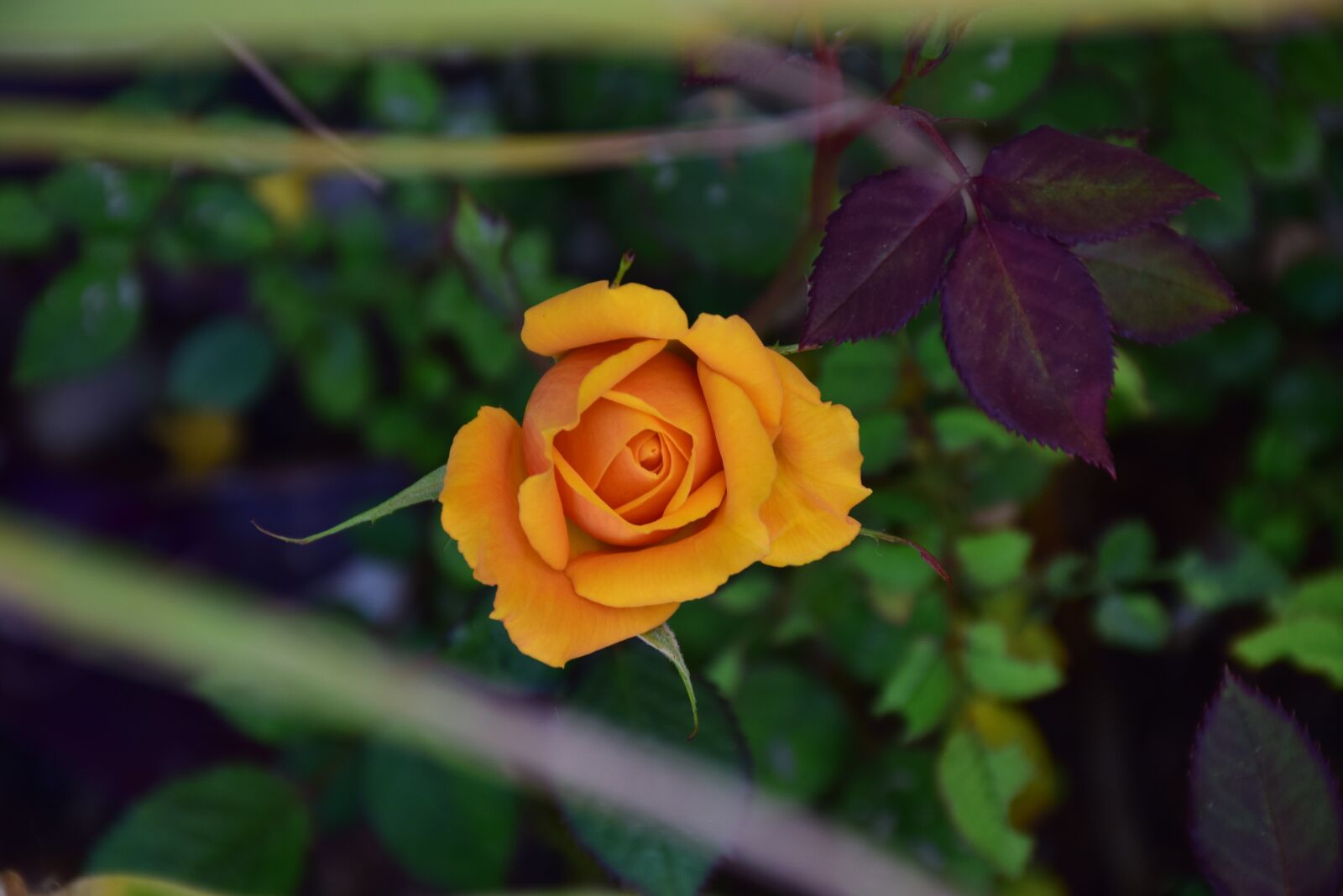 Nikon D5300 sample photo. Rose, yellow, bloom photography