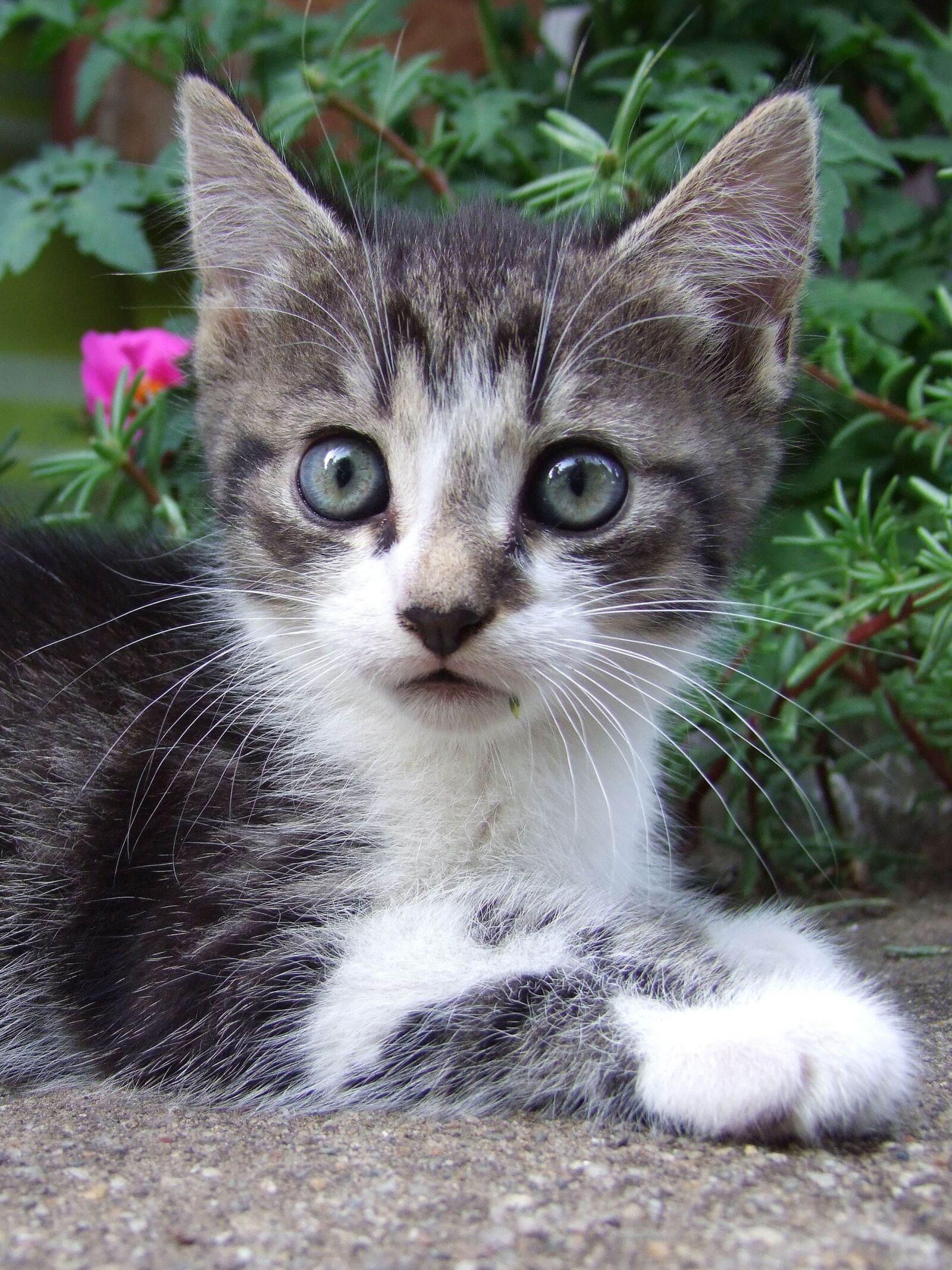 Fujifilm FinePix S100fs sample photo. Kitten, cat, animal photography