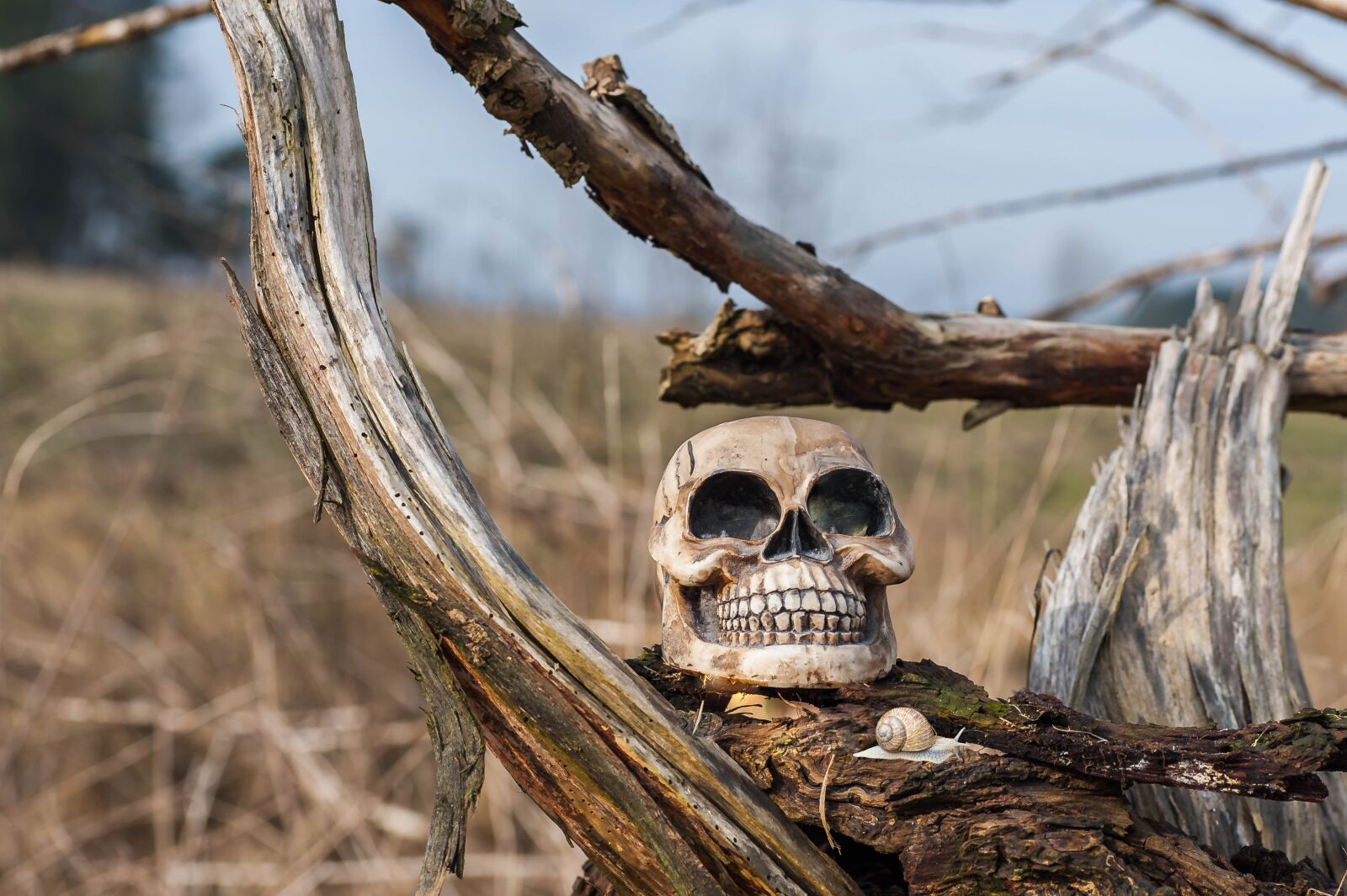 Nikon D700 sample photo. Tree stump, skull, morsch photography