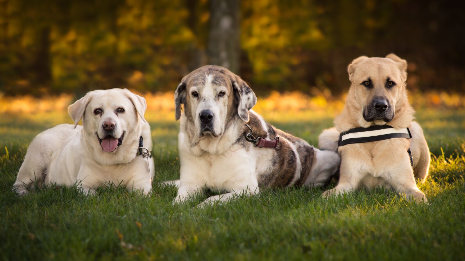 Nikon D7200 sample photo. Dogs, labrador, nature photography