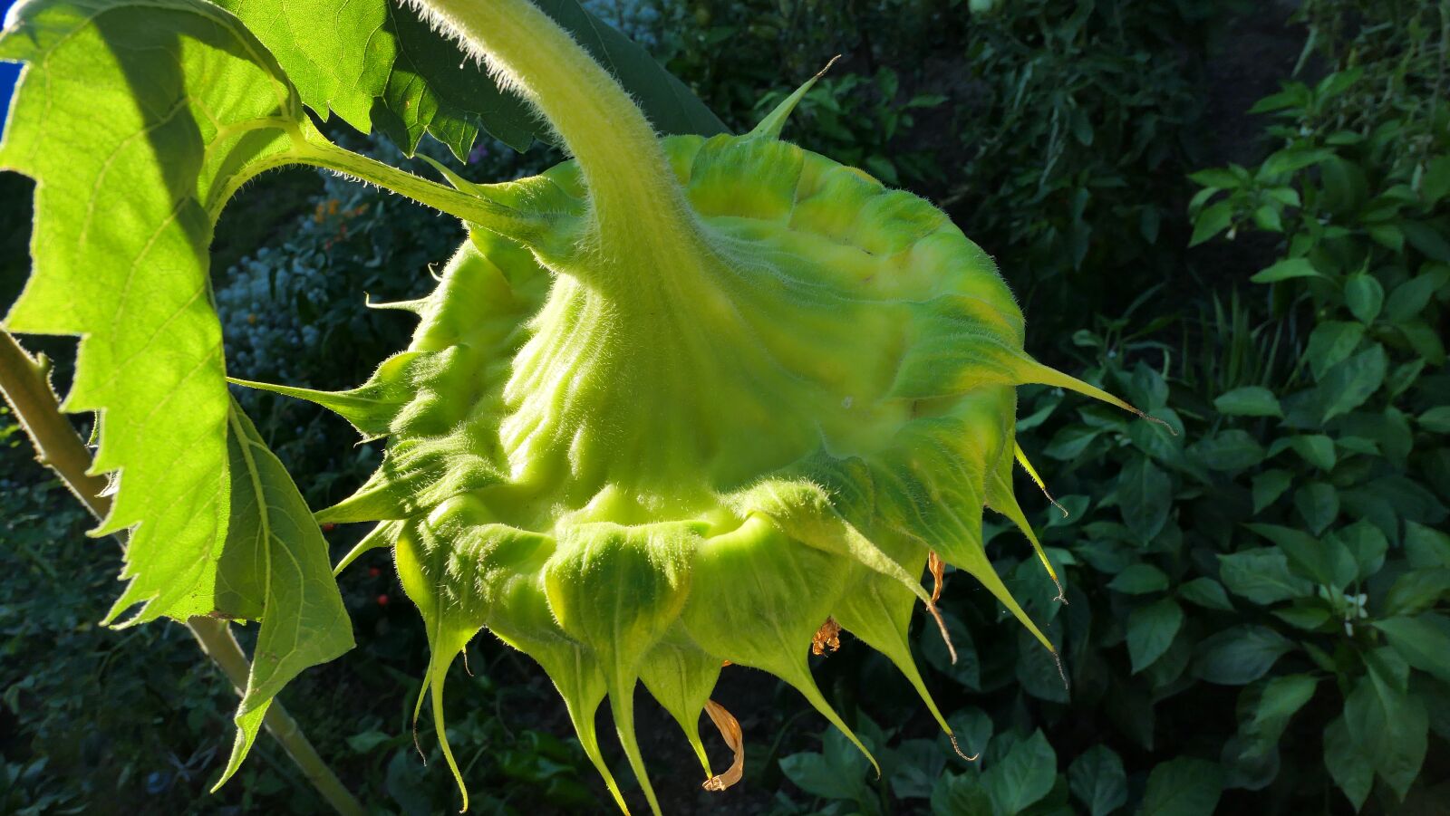 Panasonic Lumix DMC-LX10 (Lumix DMC-LX15) sample photo. Sunflower, summer, garden photography