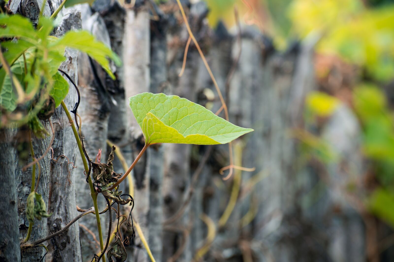 Nikon D3200 sample photo. Leaves, texture, plant photography