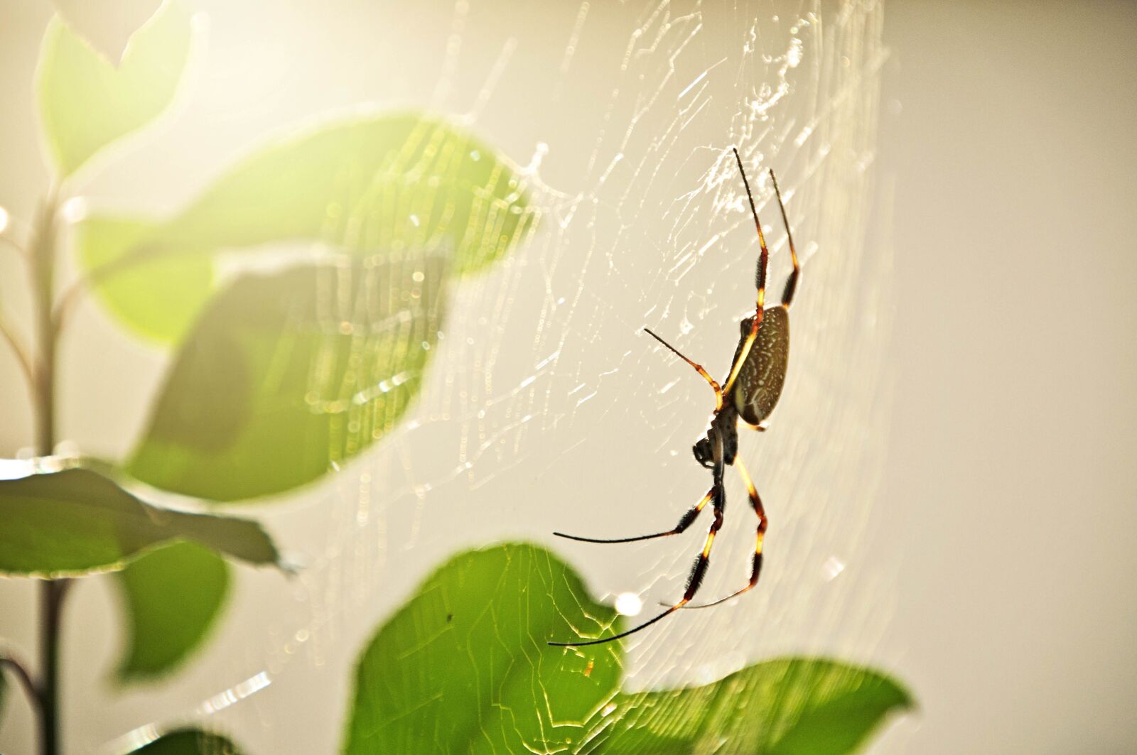 Nikon D90 sample photo. Spider, insect, nature photography