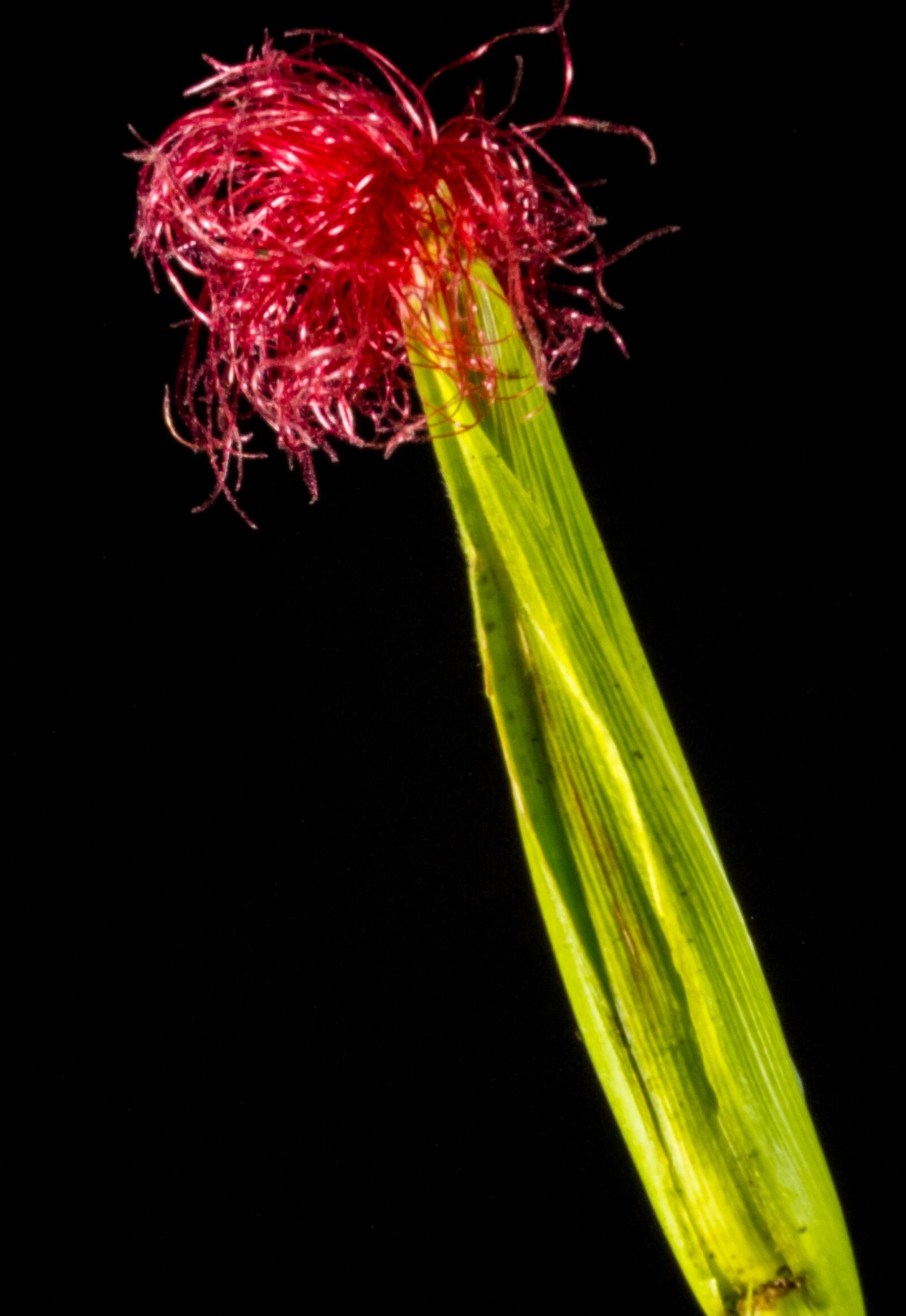 Fujifilm X-S1 sample photo. Corn flower, blooming corn photography