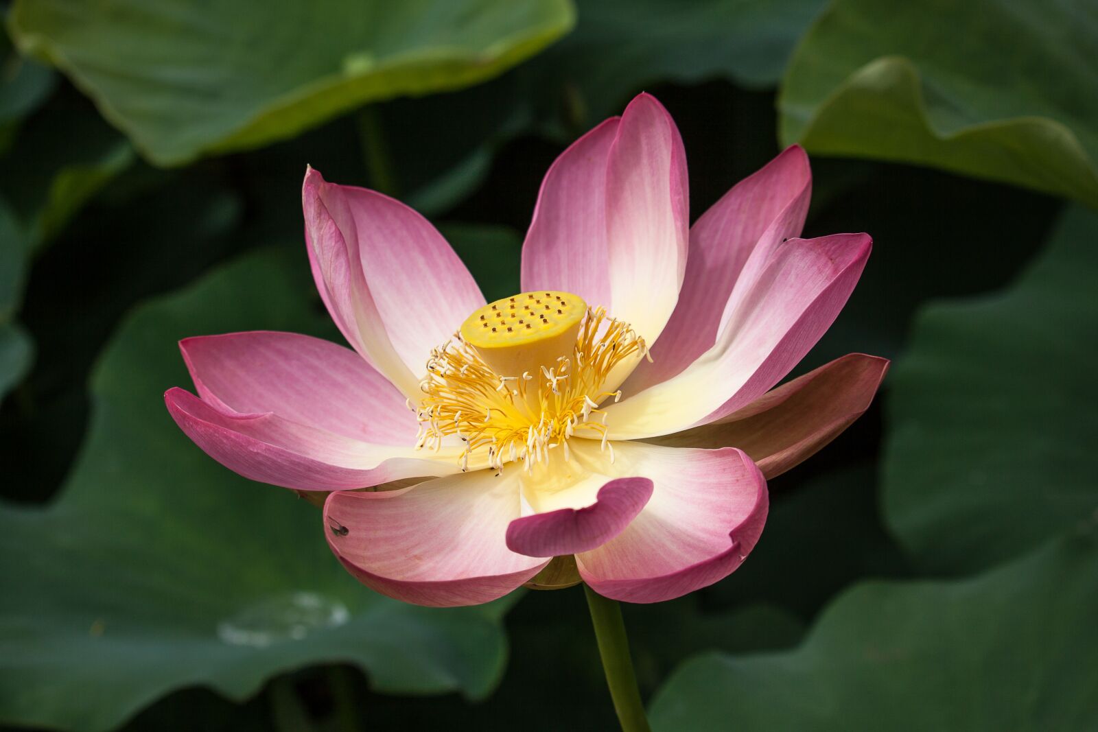 Canon EOS 50D sample photo. Lotus, blossom, bloom photography