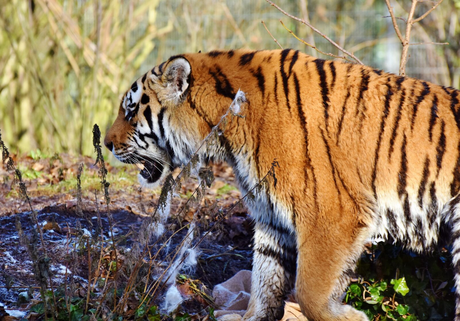 Nikon D7200 sample photo. Tiger, big cat, predator photography