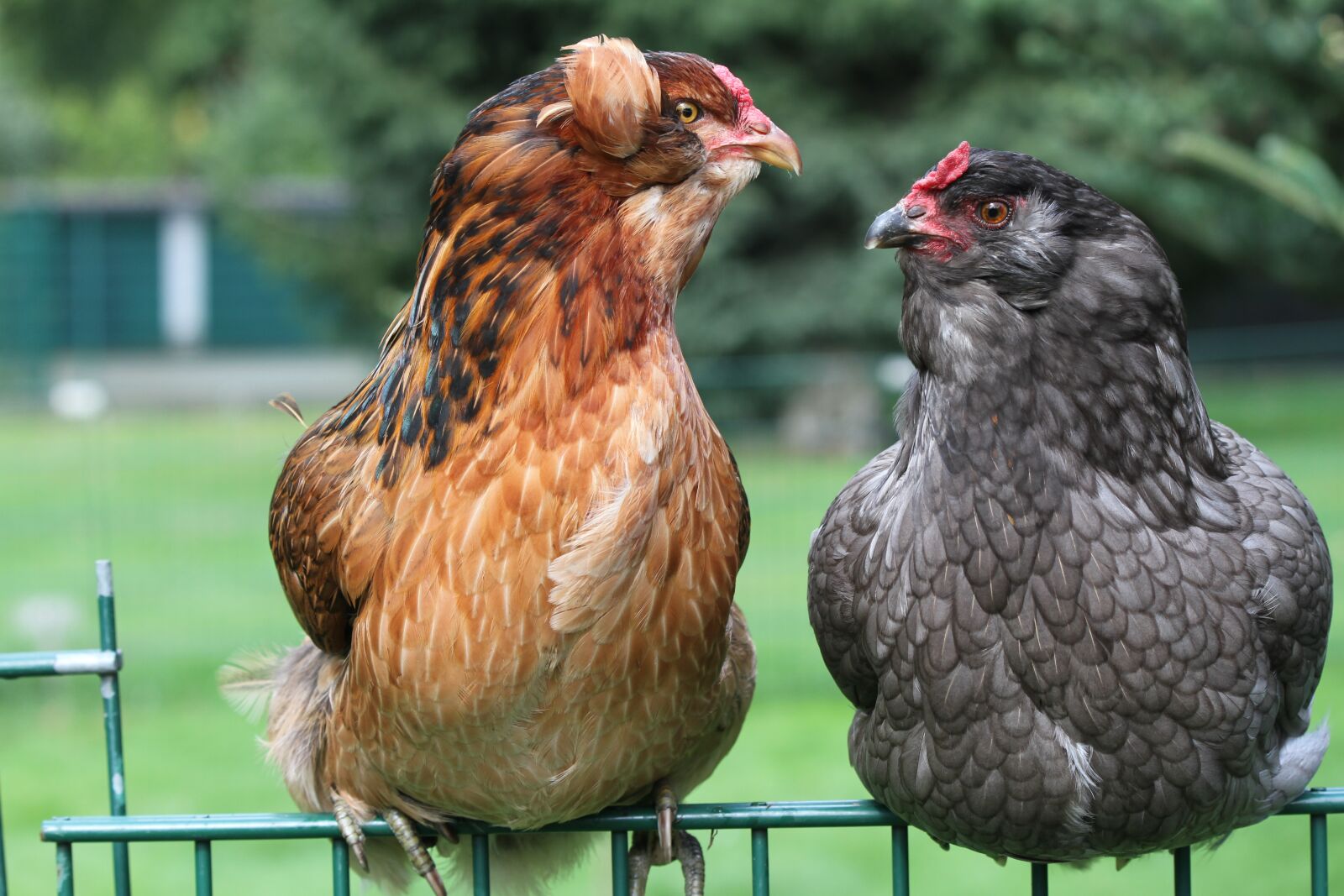 Canon EOS 7D sample photo. Hen, chicken, araucana photography
