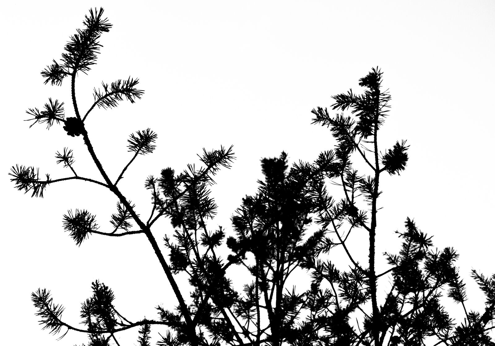 Canon PowerShot G7 X Mark II sample photo. Black and white, silhouette photography