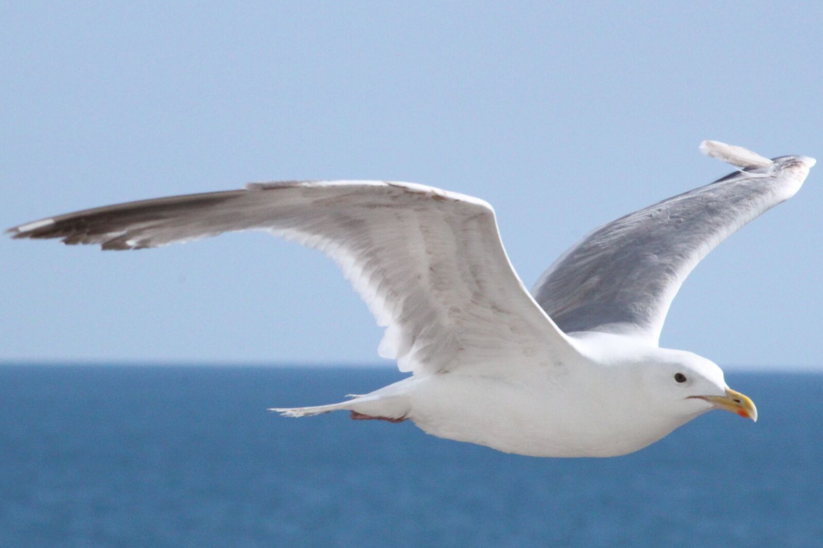 Canon EOS 500D (EOS Rebel T1i / EOS Kiss X3) sample photo. Seagull, brighton, bird photography