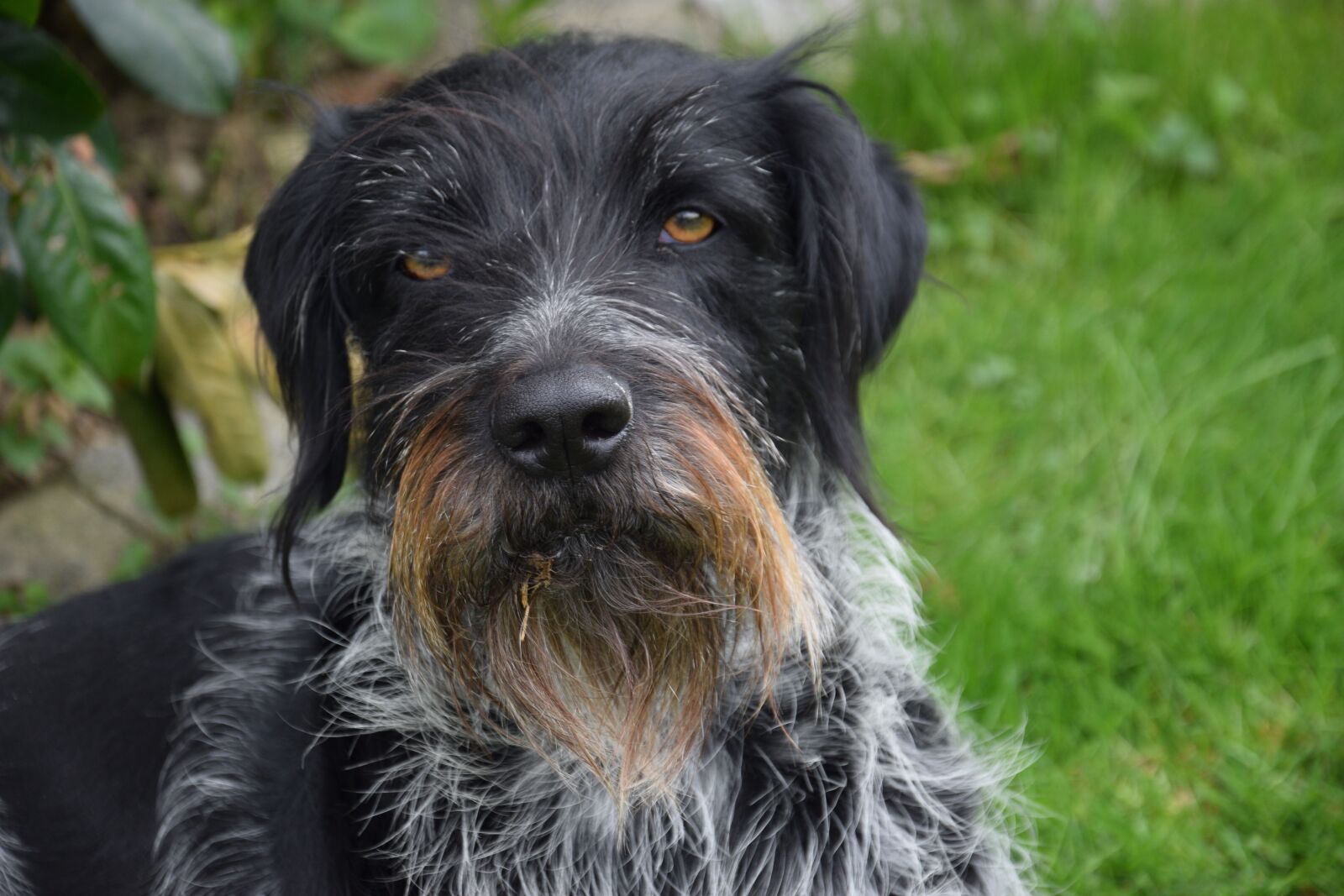 Nikon D3300 sample photo. German wirehaired, dog, purebred photography