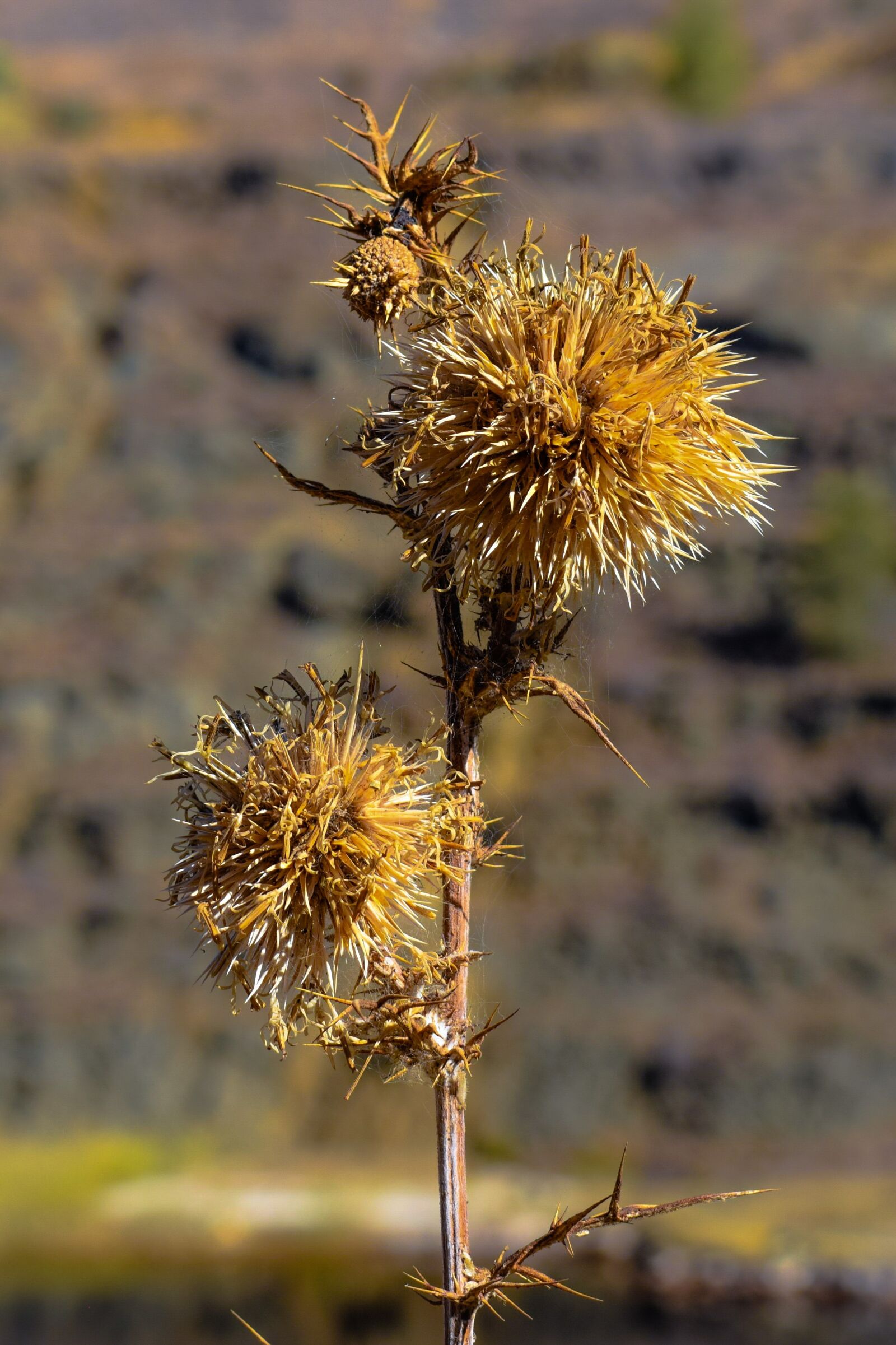 Nikon D3300 sample photo. Thistle, dry, plant photography