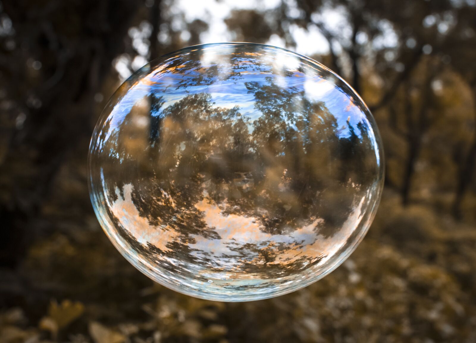 Nikon D3300 sample photo. Bubble in focus, colorful photography