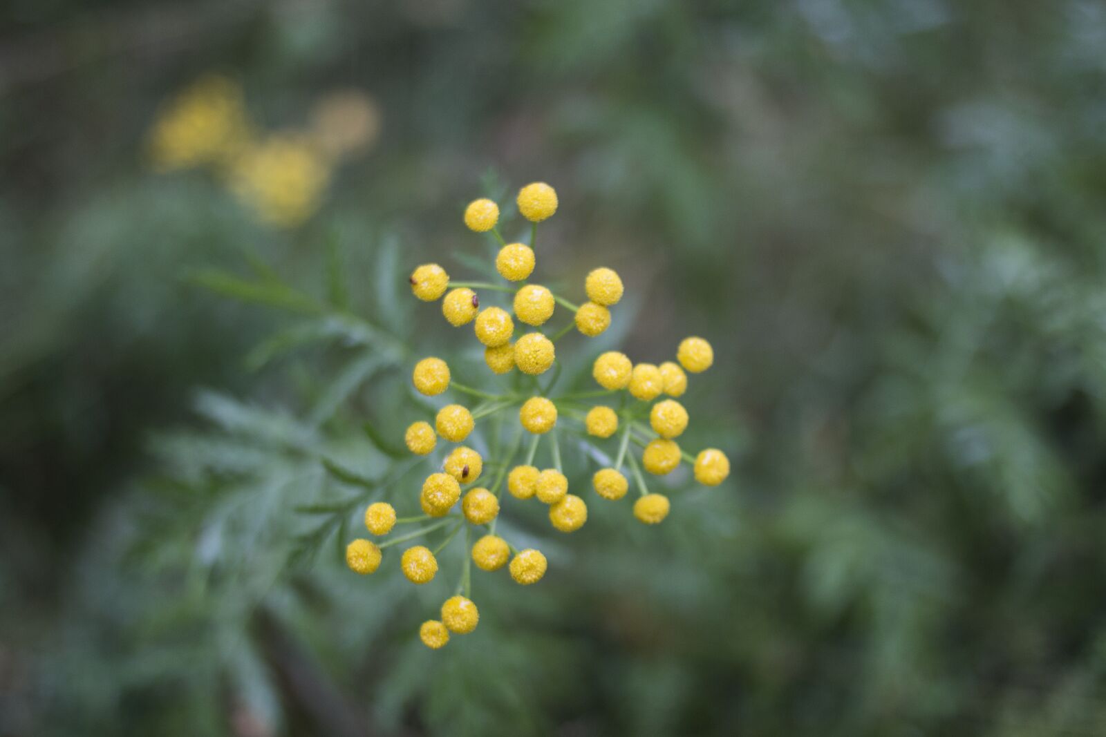 Canon EOS 70D + Canon EF 35mm F2 sample photo. Flower, yellow, nature photography