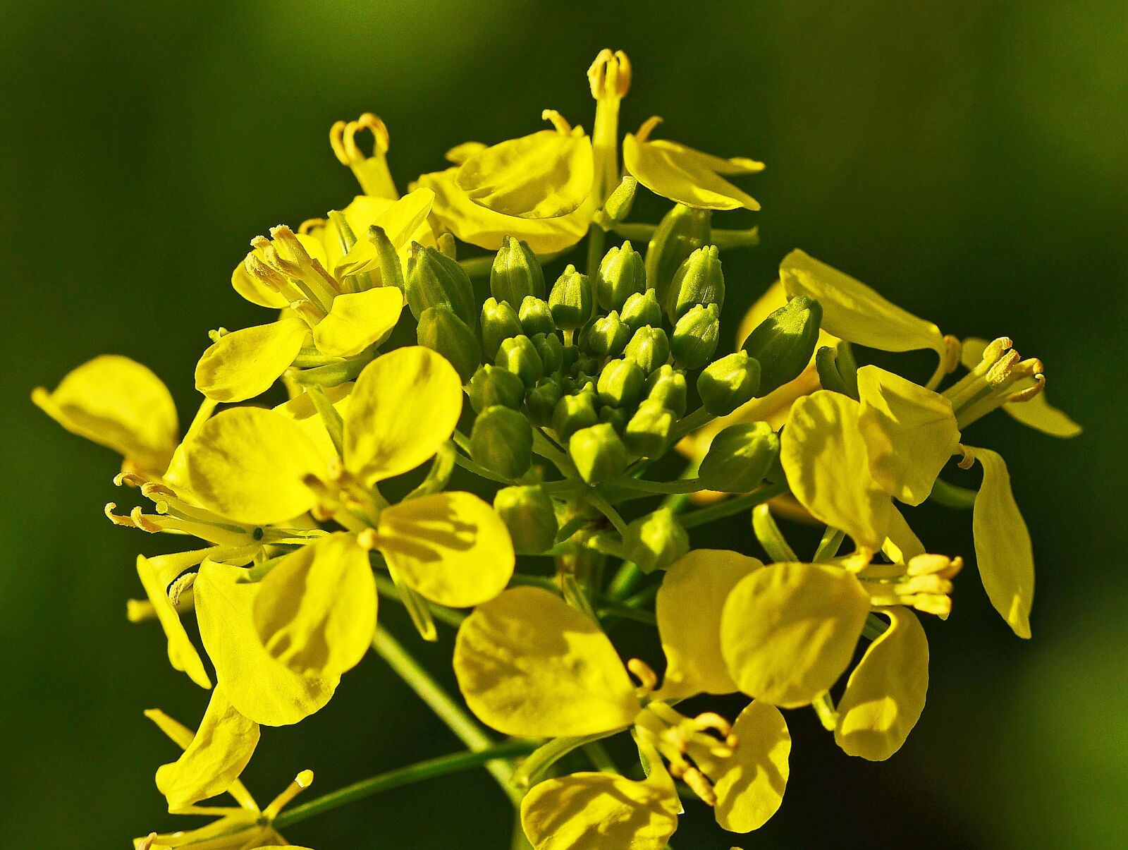 Panasonic Lumix DMC-GH3 sample photo. Mustard flower, mustard, autumn photography
