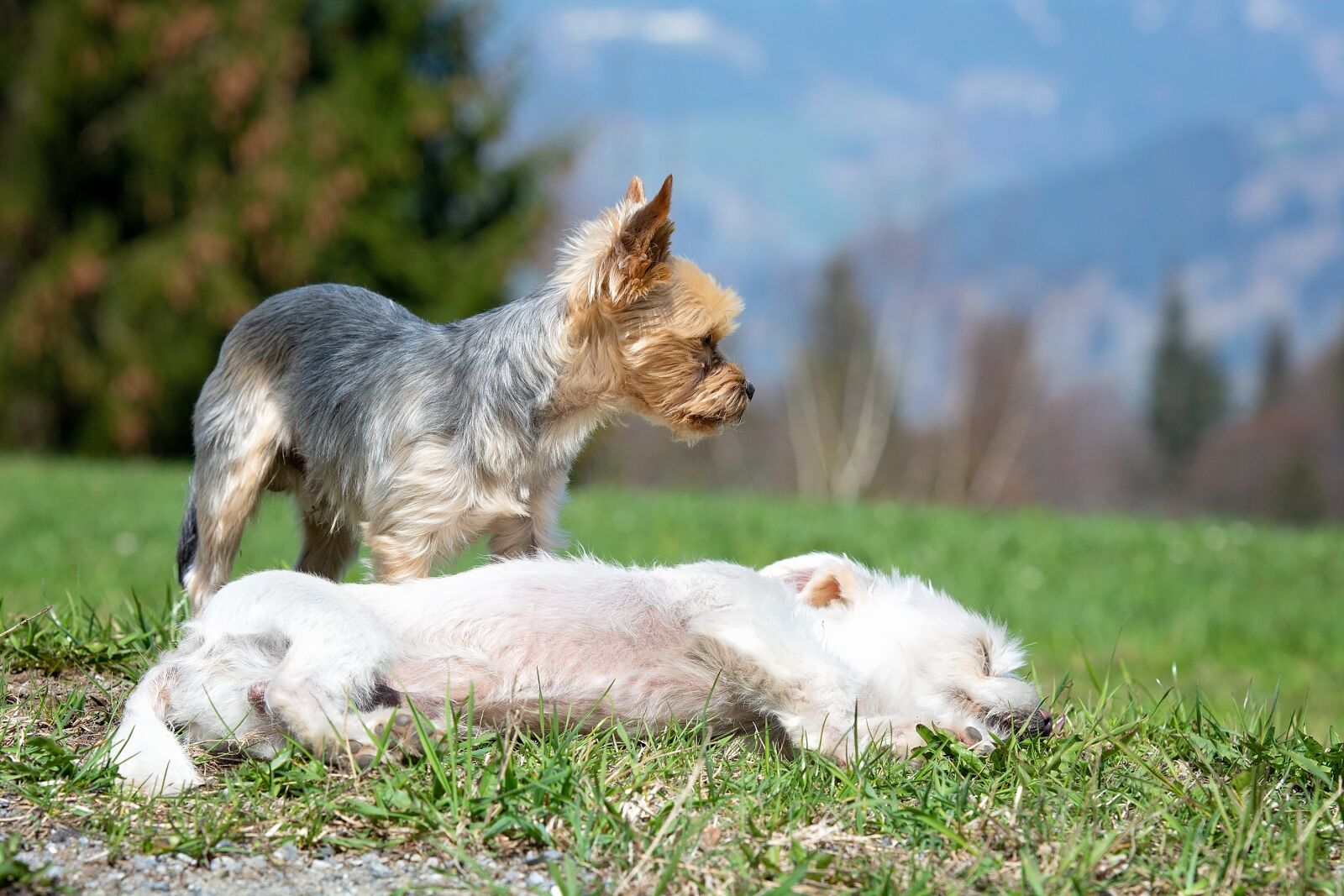 Nikon D7100 sample photo. Dogs, small, out photography