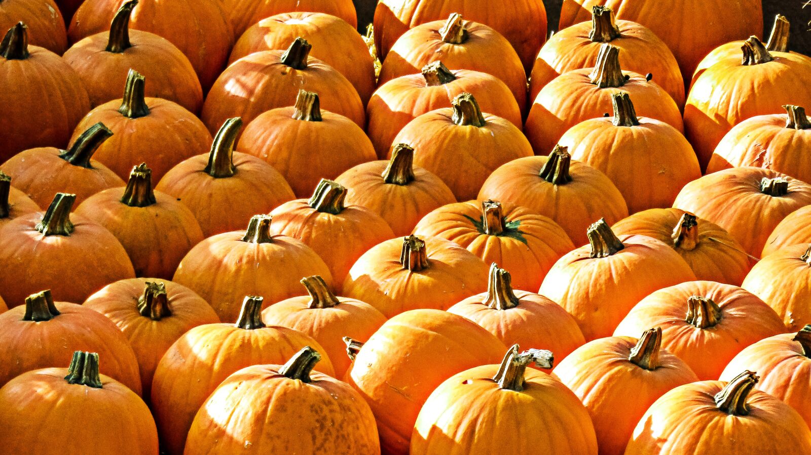 Canon PowerShot SX410 IS sample photo. Pumpkins, fruit, color photography