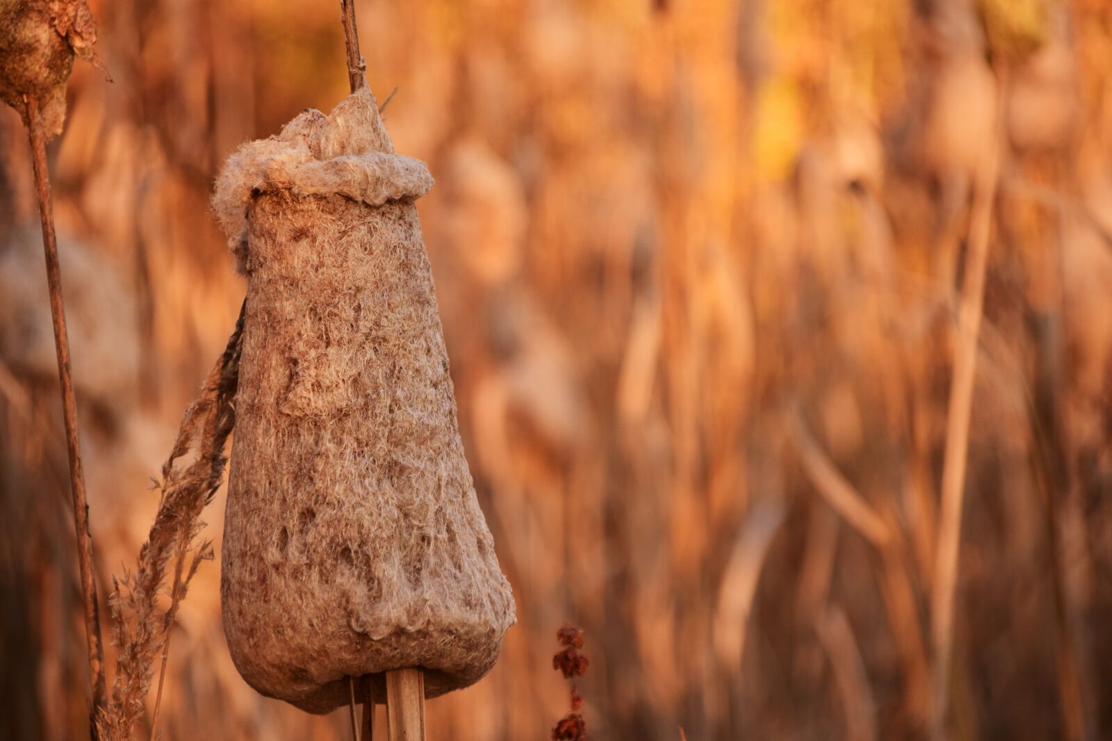 Nikon D3300 sample photo. Reed, autumn, nature photography