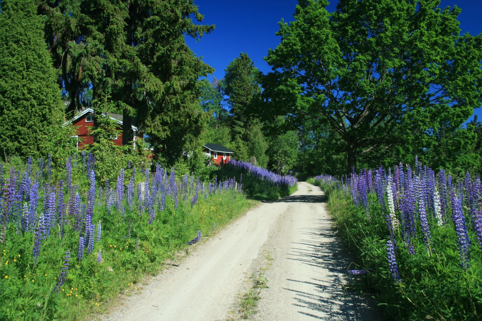 Canon EOS 400D (EOS Digital Rebel XTi / EOS Kiss Digital X) sample photo. Nature, sweden, landscape photography