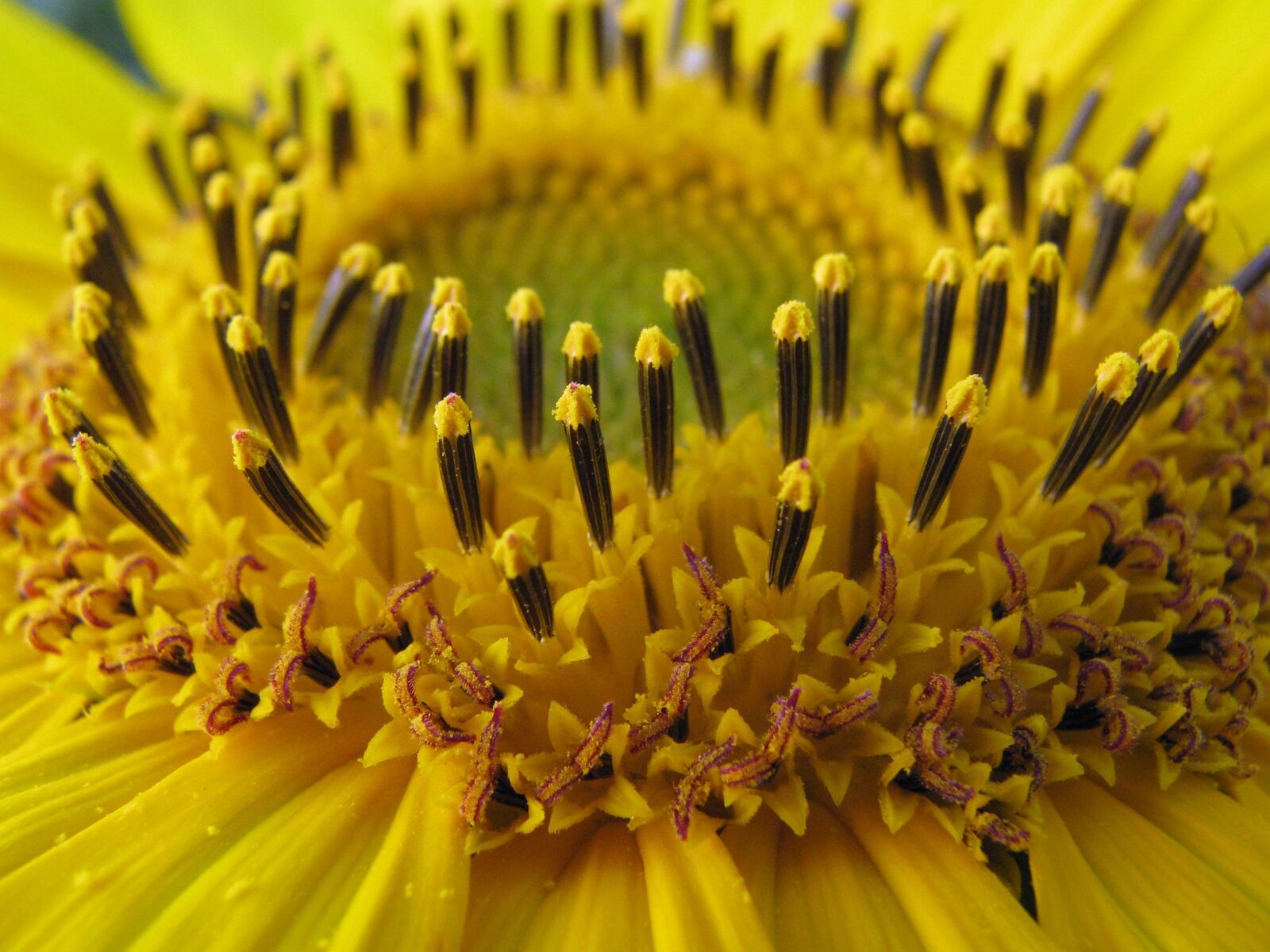 Canon POWERSHOT S5 IS sample photo. Sunflower, helianthus annuus, blossom photography