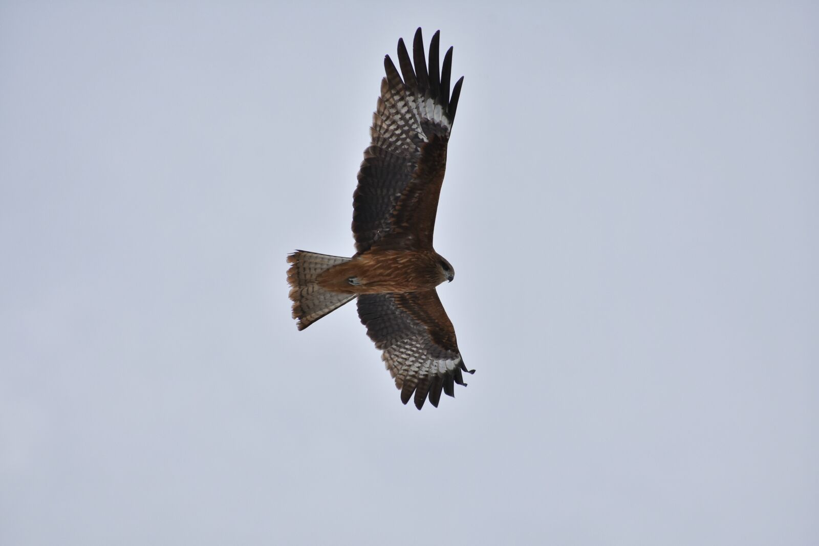 Nikon D7200 sample photo. Animal, sky, bird photography