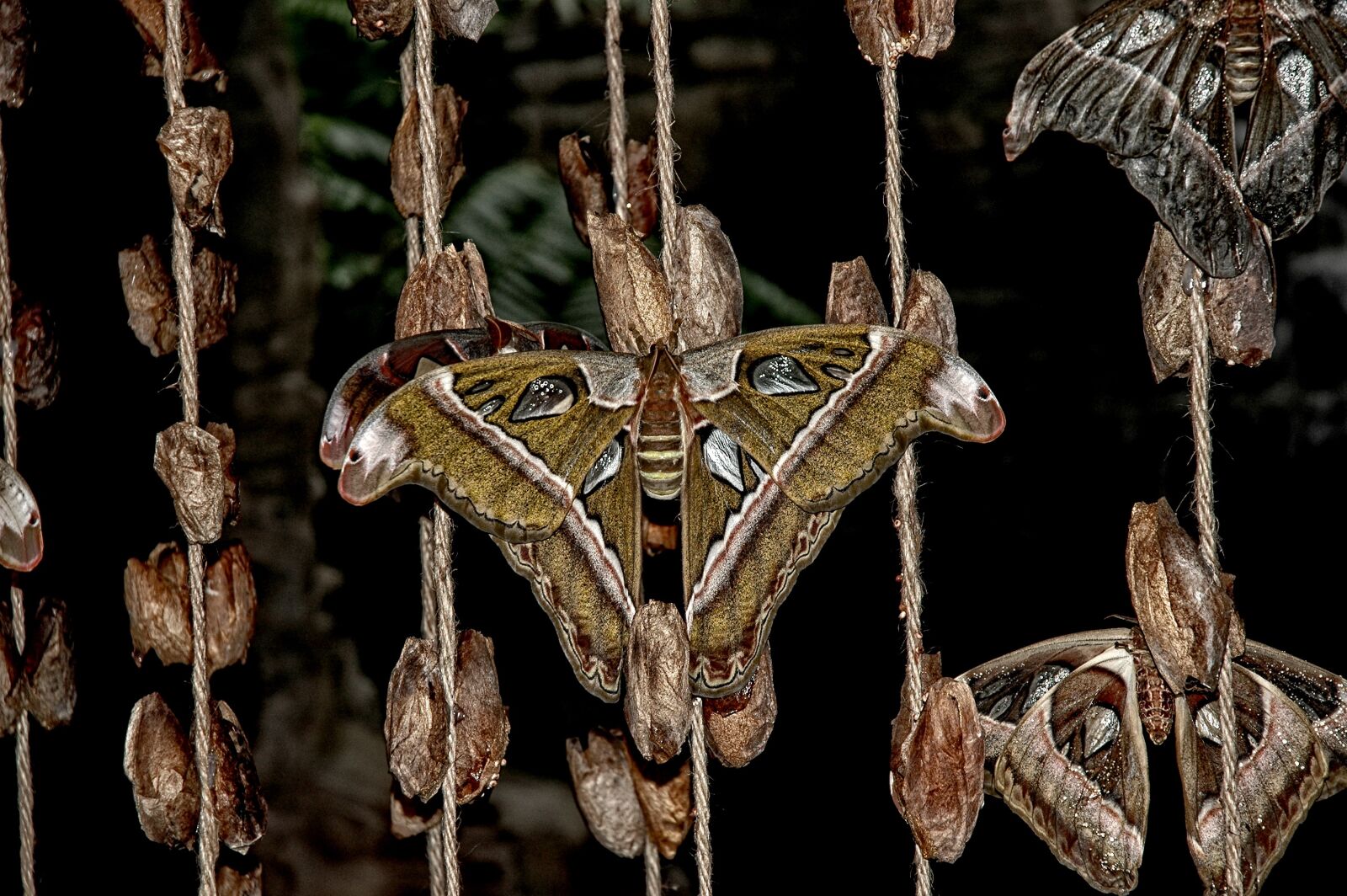 Nikon D70 sample photo. Attacus, atlas, moth photography