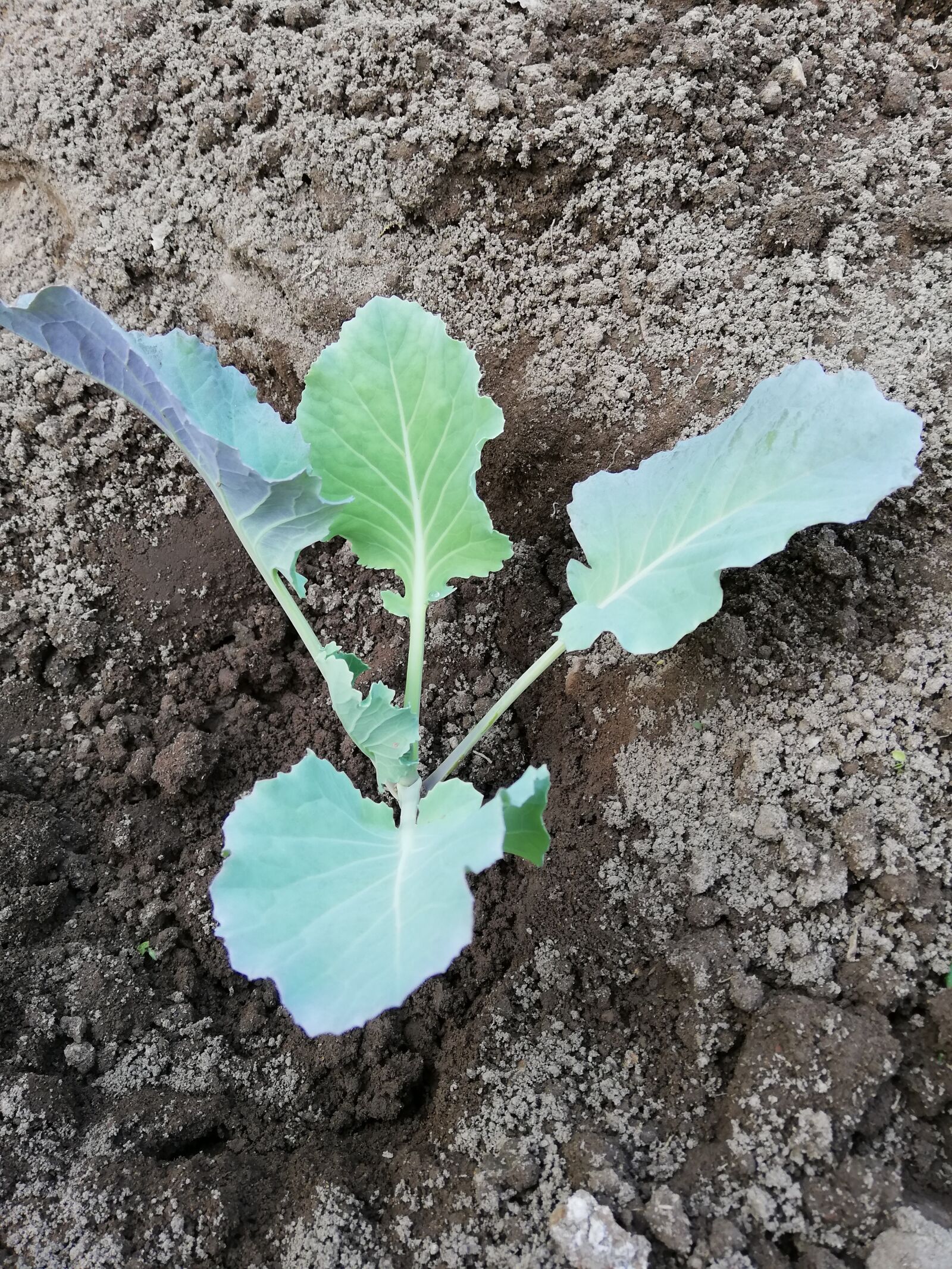 HUAWEI P20 lite sample photo. Vegetable garden, cabbage, fame photography