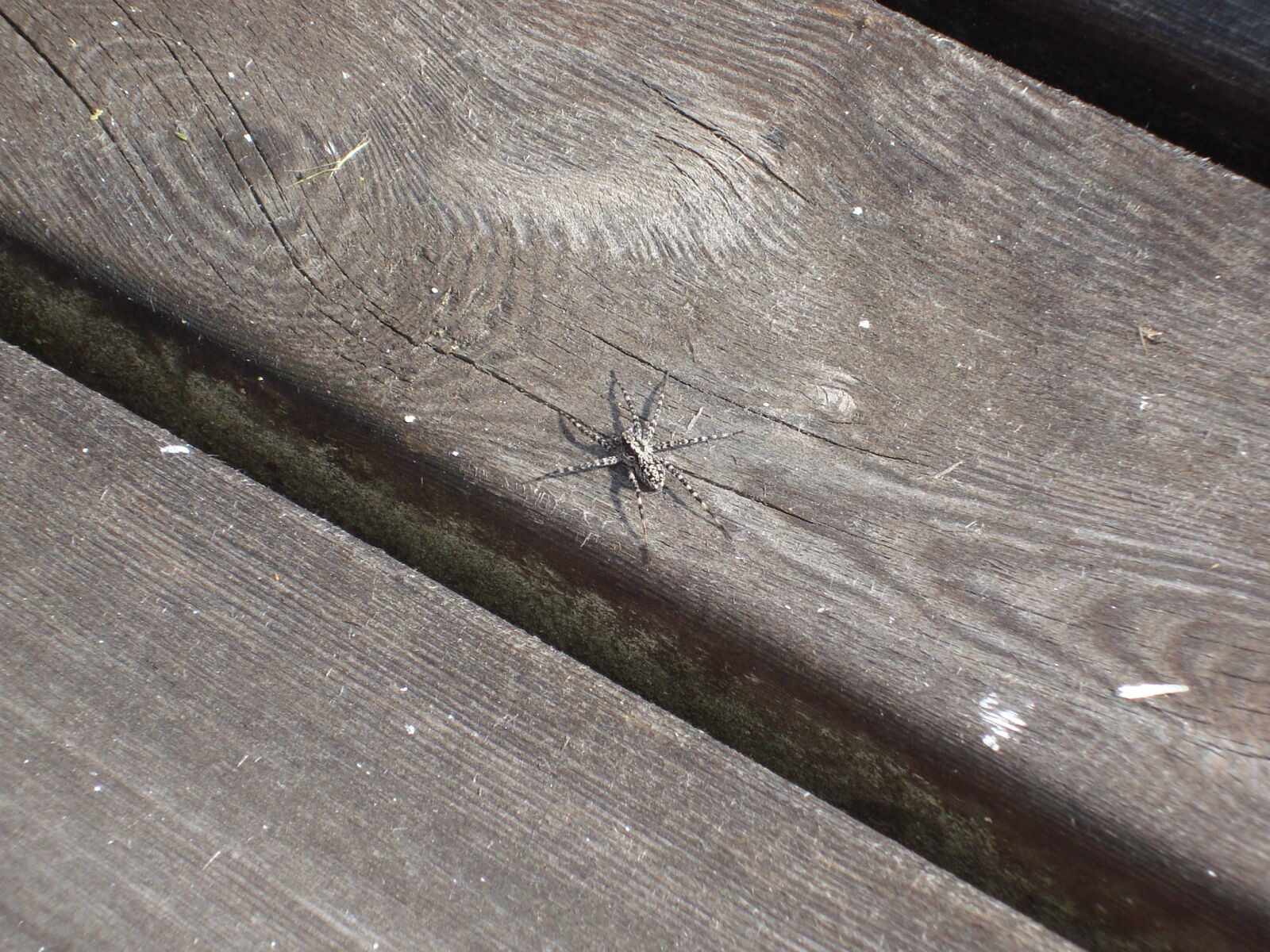 Sony Cyber-shot DSC-W110 sample photo. Amputee, disabled, spider, wooden photography