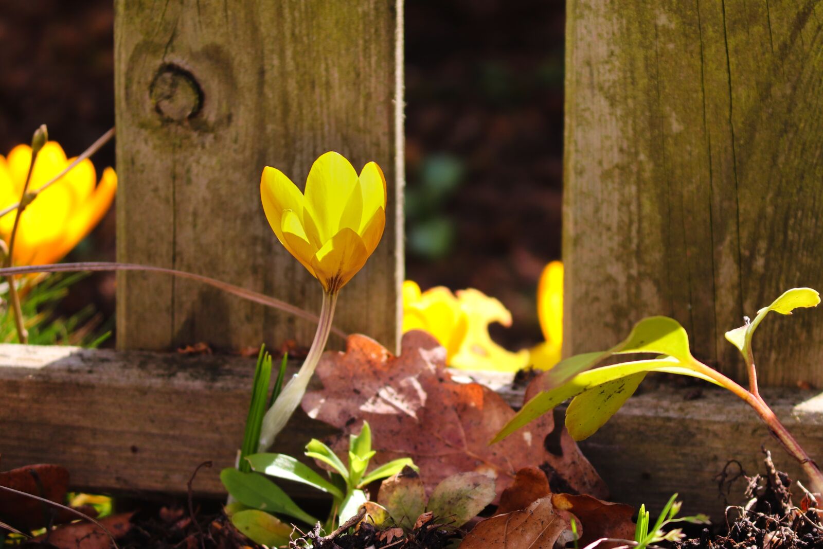 Canon EOS 200D (EOS Rebel SL2 / EOS Kiss X9) sample photo. Crocus, yellow, fence photography