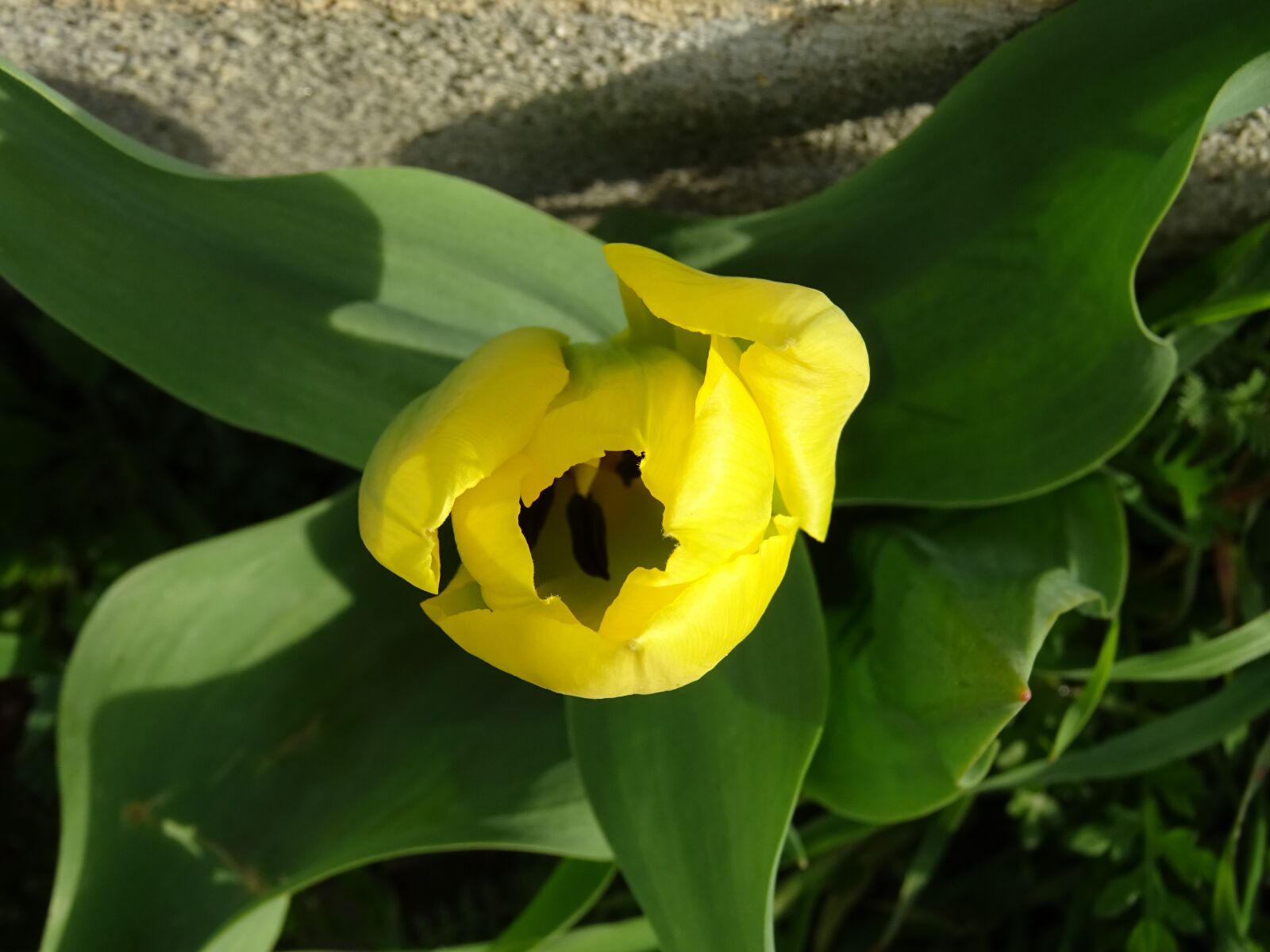 Sony DSC-HX60 sample photo. Tulip, yellow, flower photography