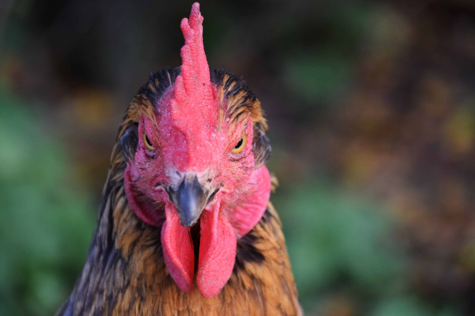 Nikon D3300 sample photo. Hen, bird, poultry, nature photography