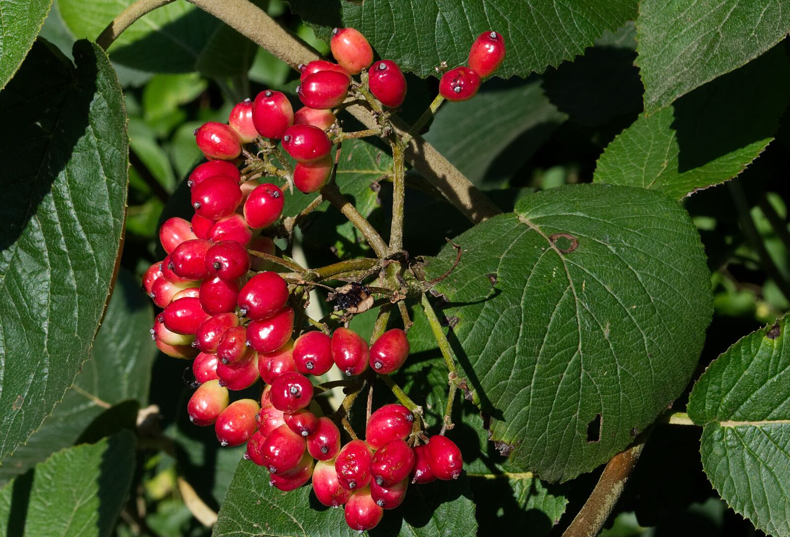 Nikon D5500 sample photo. Berries, red, fruit photography