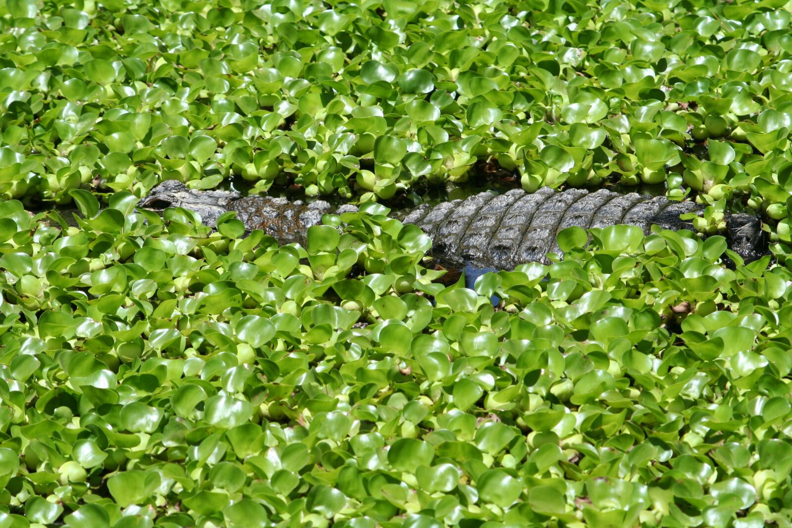 Canon EOS 350D (EOS Digital Rebel XT / EOS Kiss Digital N) sample photo. Crocodile, reptile, animal photography
