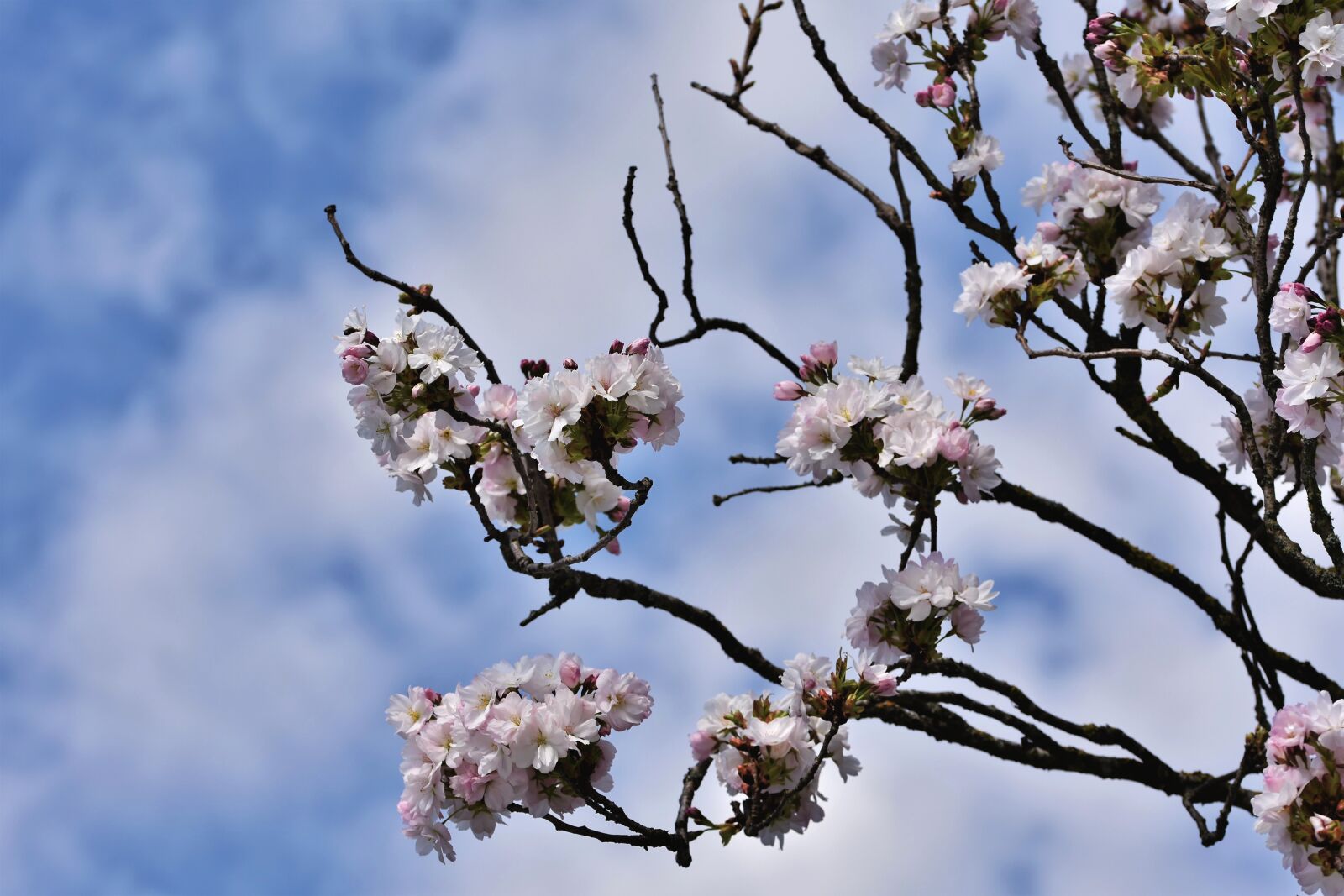 Nikon D7200 sample photo. Ornamental cherry, cherry blossoms photography