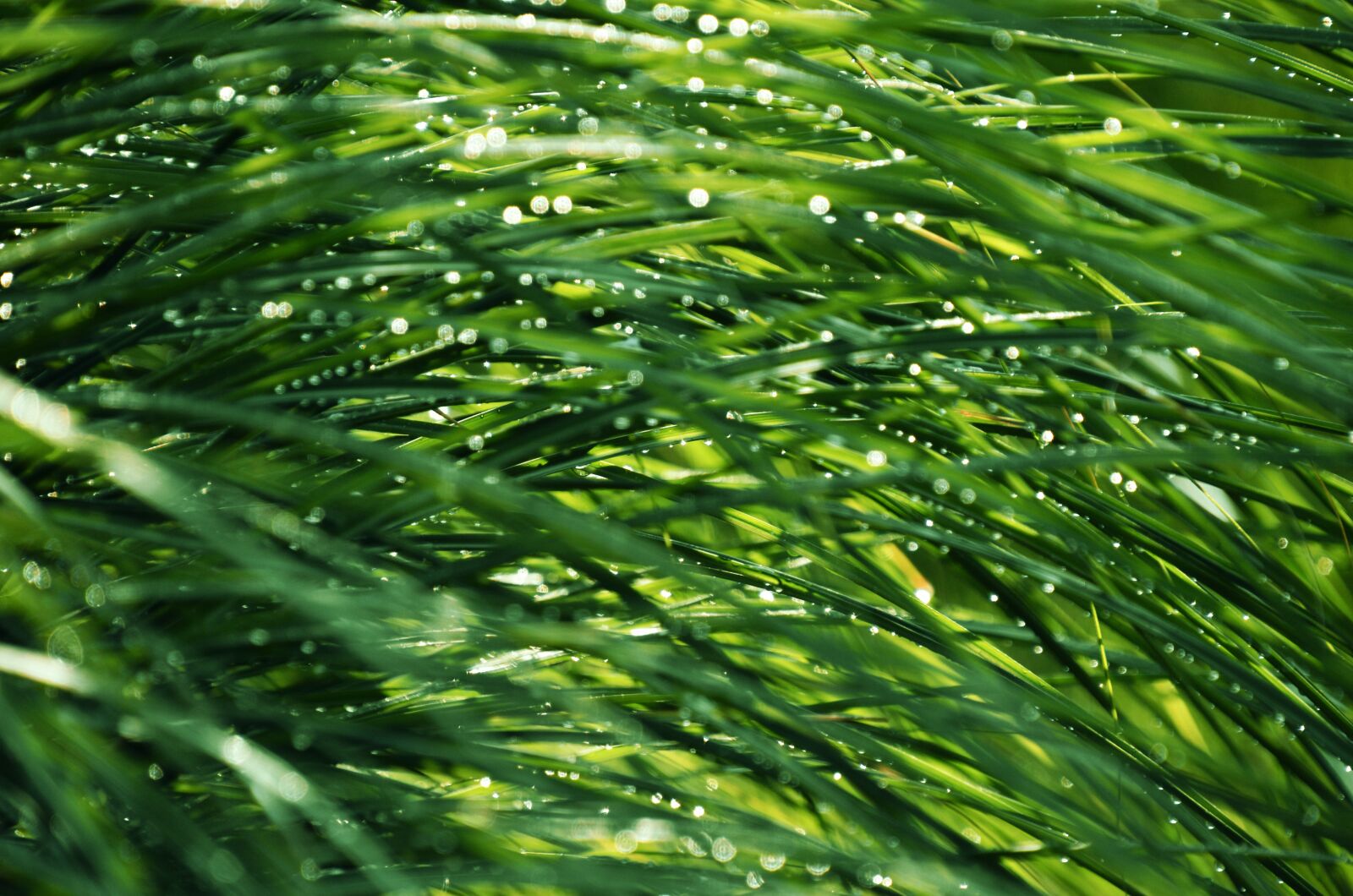 Nikon D7000 sample photo. Grass, background, structure photography