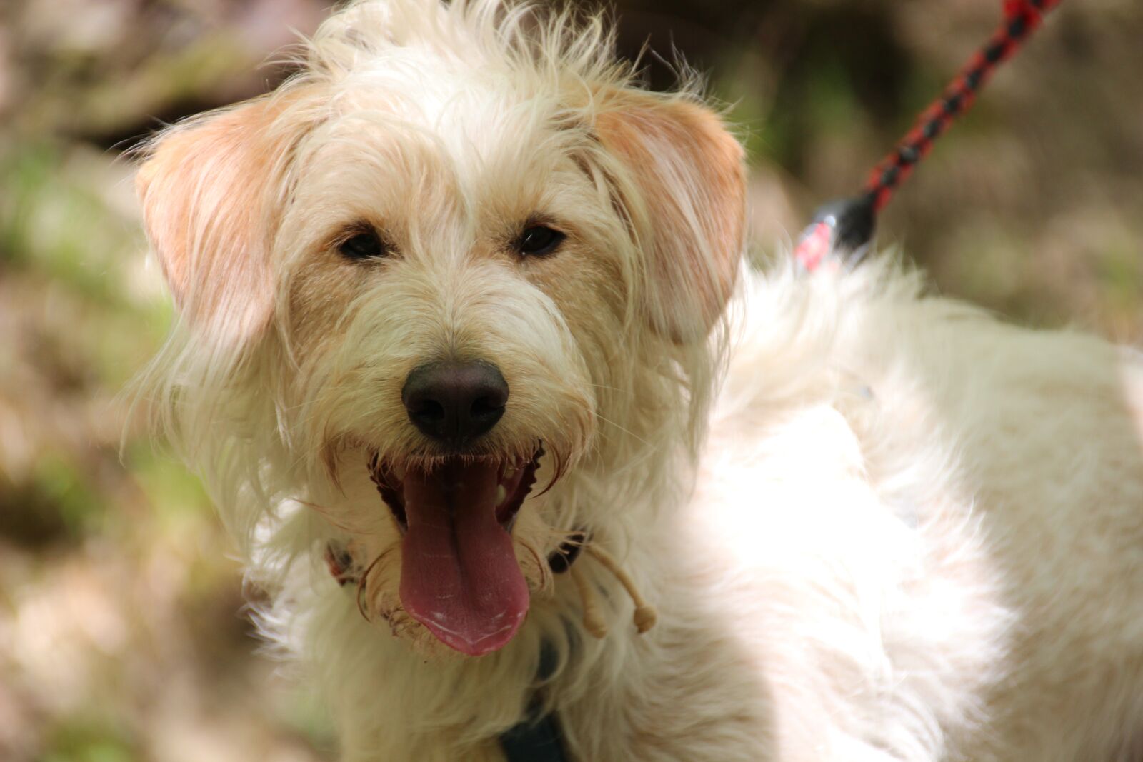 Canon EOS 600D (Rebel EOS T3i / EOS Kiss X5) sample photo. Dog, hybrid, tongue photography