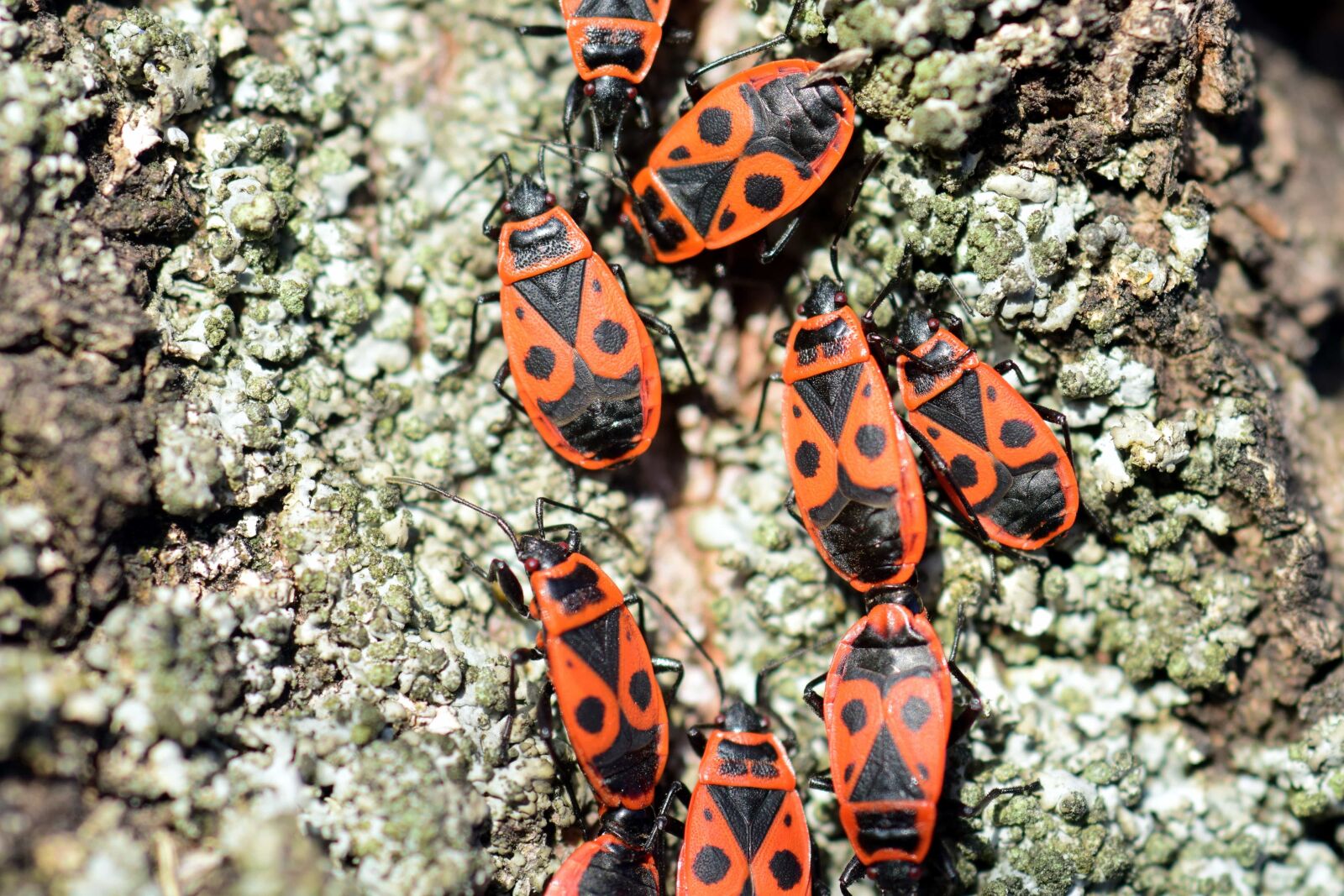Nikon D3300 sample photo. Wildlife, nature, insect, beetle photography