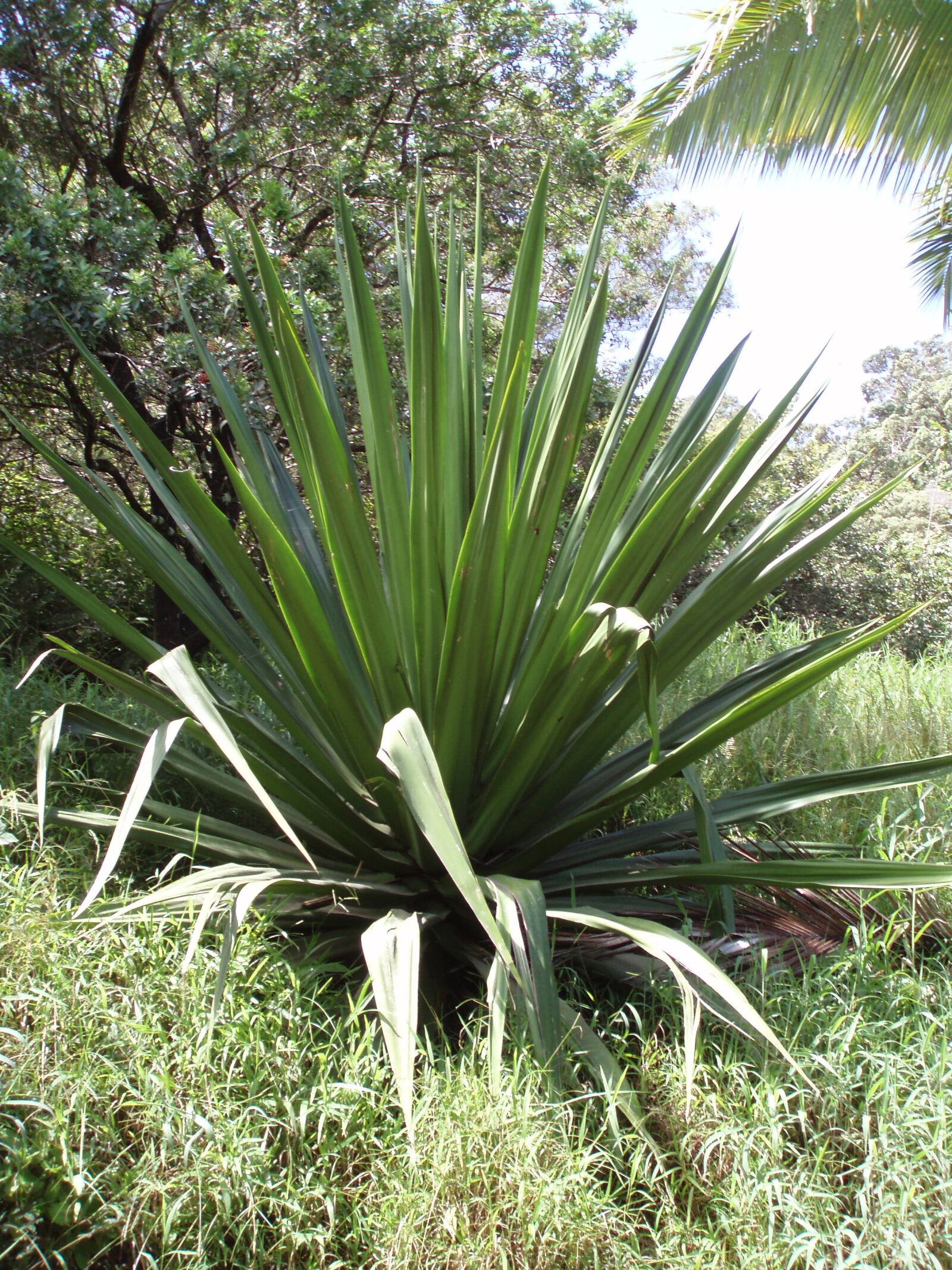 Olympus u710,S710 sample photo. Palm, fronds, plant photography