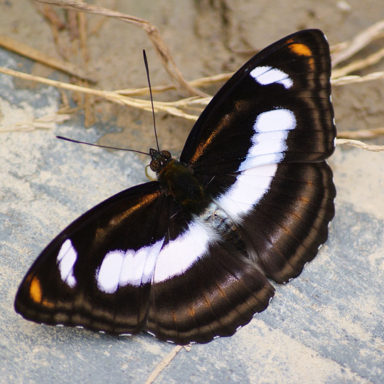 Sony Alpha DSLR-A230 sample photo. Butterfly, insect, black photography