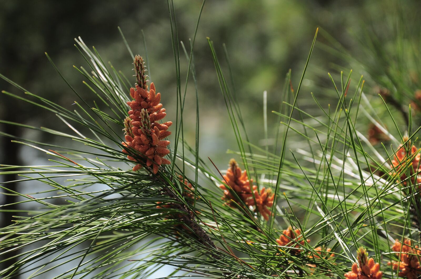 Nikon D90 sample photo. Pine, pine tree, tree photography