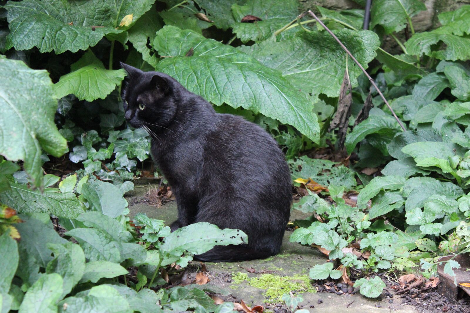 Canon EOS 600D (Rebel EOS T3i / EOS Kiss X5) sample photo. Cat, black, lauer photography