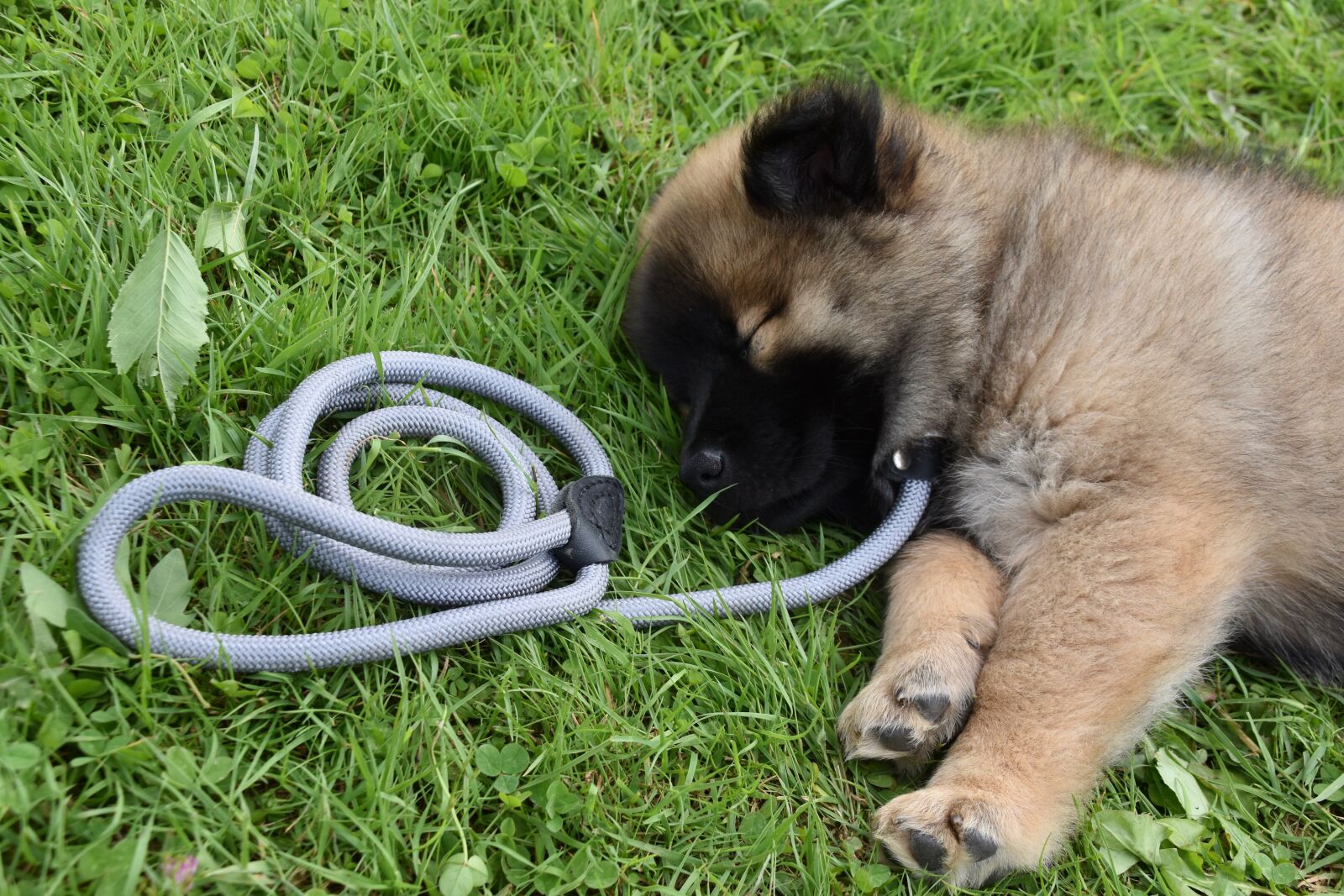 Nikon D5600 sample photo. Dog, puppy, young dog photography